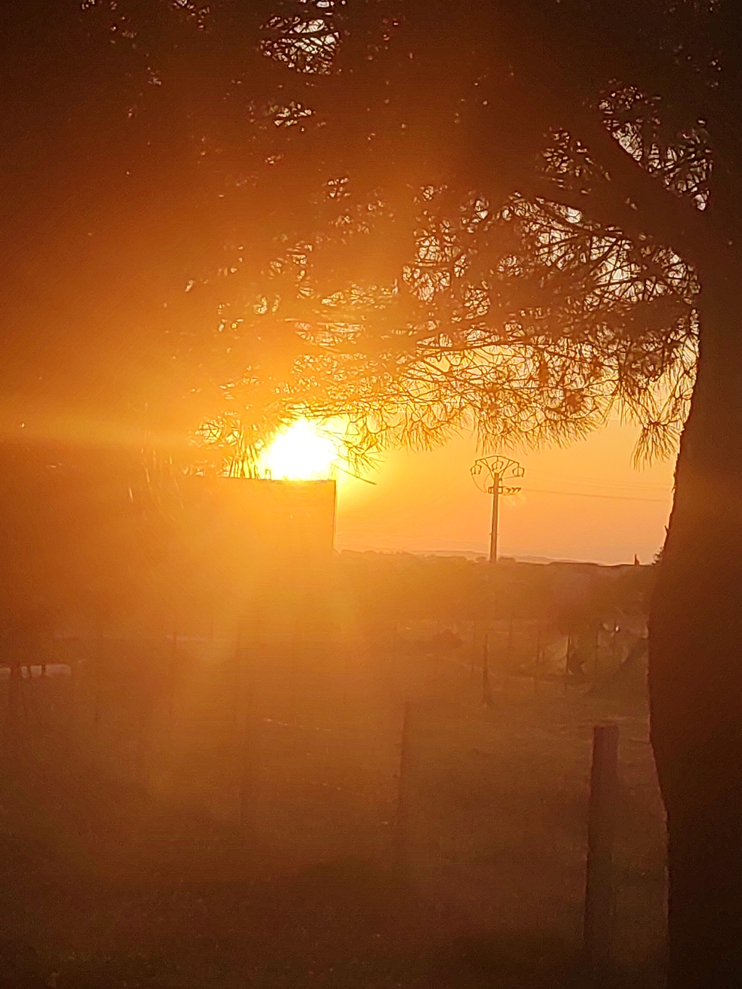 The image captures a sunset over the rural outskirts of Sobradillo, Spain. The sun is a bright, intense orb positioned behind a building, casting a warm, orange glow over the entire scene. Silhouetted branches of a tree frame the top and right side of the image, with a power line pole visible in the middle ground. The foreground is obscured by the low light and hazy atmosphere, but appears to be a rural landscape with some fencing or posts. There are no discernible people or animals in the frame.