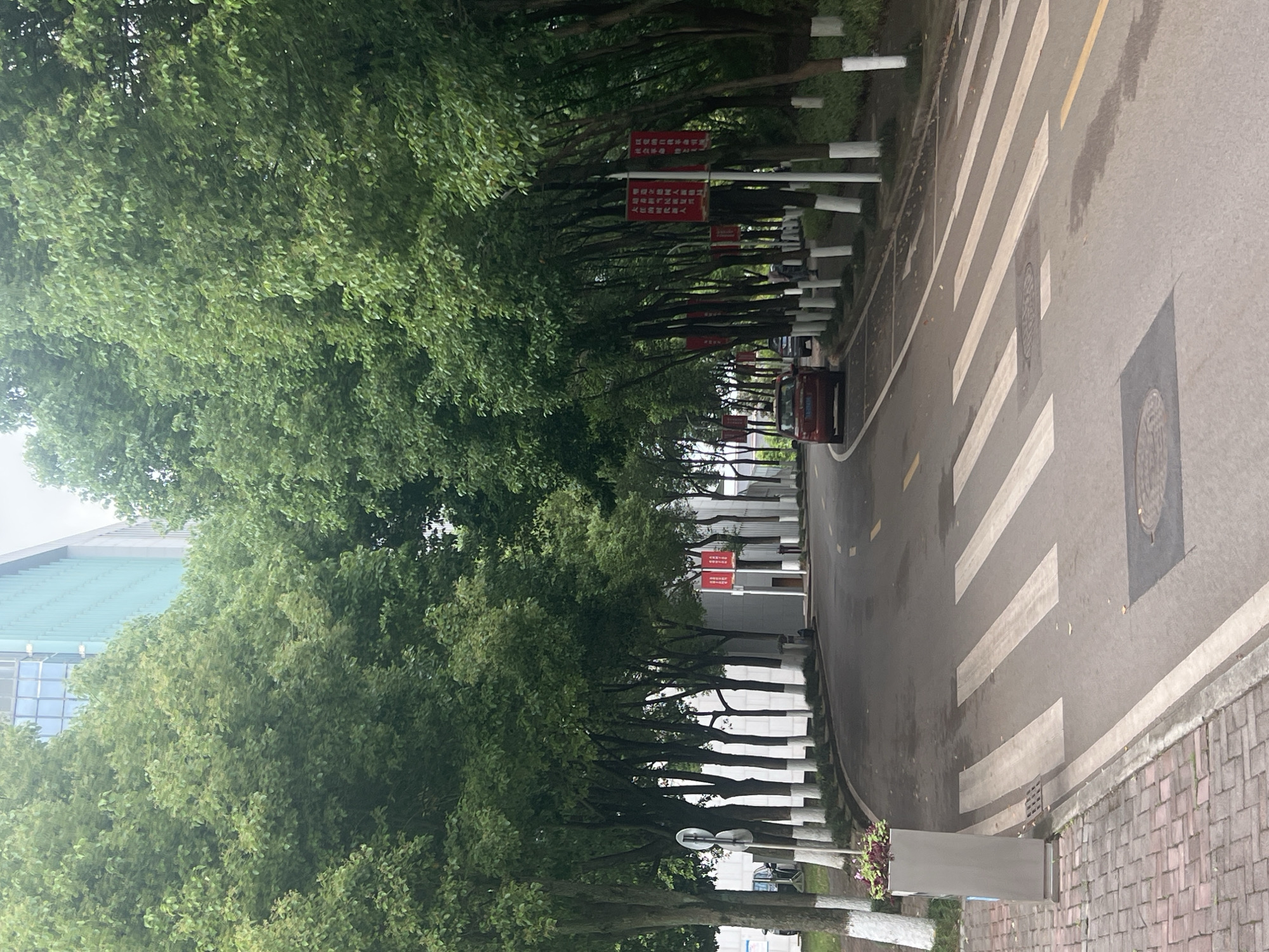 The image shows a street in Jiangjin, China. The road is lined with trees on both sides, their trunks painted white. Red banners hang from the trees. A red vehicle is visible further down the road. There is a crosswalk on the right side of the road. The road surface is asphalt with yellow lines, and there are manhole covers on the right. A brick sidewalk is visible on the right. A building with a blue roof is visible through the trees on the left. The sky is overcast.