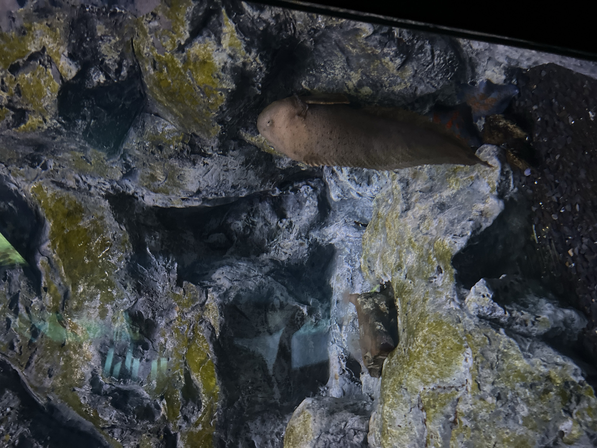 The image shows an aquarium tank with a rocky, moss-covered environment. A large, elongated, brown fish is positioned vertically against a rocky surface, facing upwards. To the left of this fish, near the bottom of the frame, a smaller brown object, possibly a rock or another creature, is visible. Below this, a few starfish with orange markings are partially visible amongst the gravelly substrate. The background features a textured rock wall with patches of green growth, and some areas are illuminated with a soft blue light. There are no people visible in the image. The scene is likely within an aquarium, and given the prompt, it could be located in Vladivostok, Russia, though there is no visual information within the image itself to confirm this specific location.