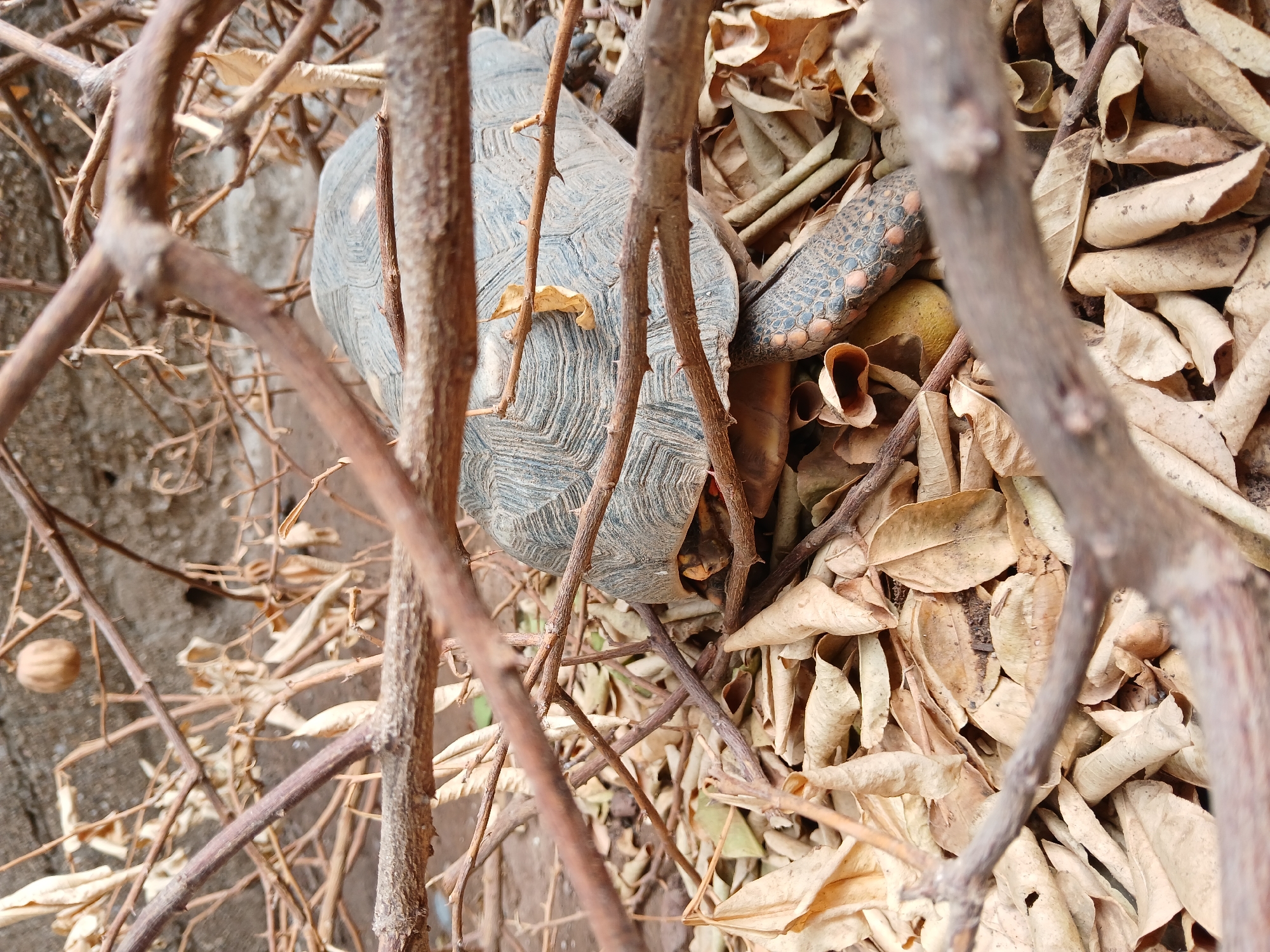 The image depicts a tortoise partially hidden among dry leaves and twigs. The tortoise's shell is grey and patterned with dark lines, with a small yellow leaf resting on it. The tortoise's head and neck are partially visible, showing a speckled pattern of orange spots. The surrounding environment consists of dry, brown leaves and thin, bare twigs, obscuring the view of the tortoise. The location is reported to be Juan Griego, Venezuela; however, there are no indicators of a particular city.