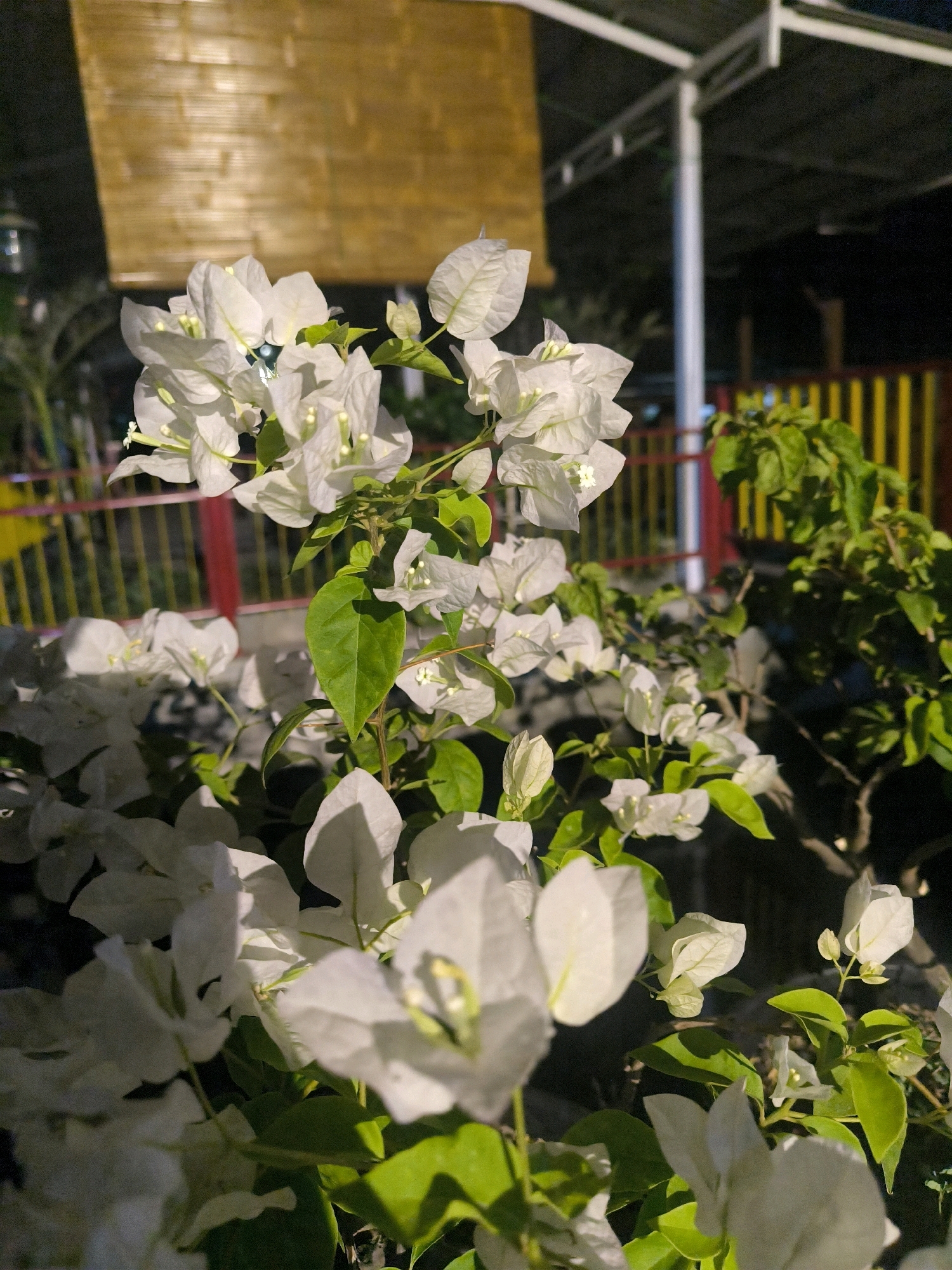 A close-up, vertical, outdoor shot features white bougainvillea flowers with green leaves in the foreground. The flowers are clustered on stems and branches, with some blurred out of focus. In the background, a bamboo-like covering is visible at the top, and a fence with yellow and red vertical bars can be seen behind the foliage. A white structure, possibly a roof support, is also present in the upper right corner. The lighting suggests it is either dusk or nighttime with artificial light illuminating the scene. No people or animals are visible.