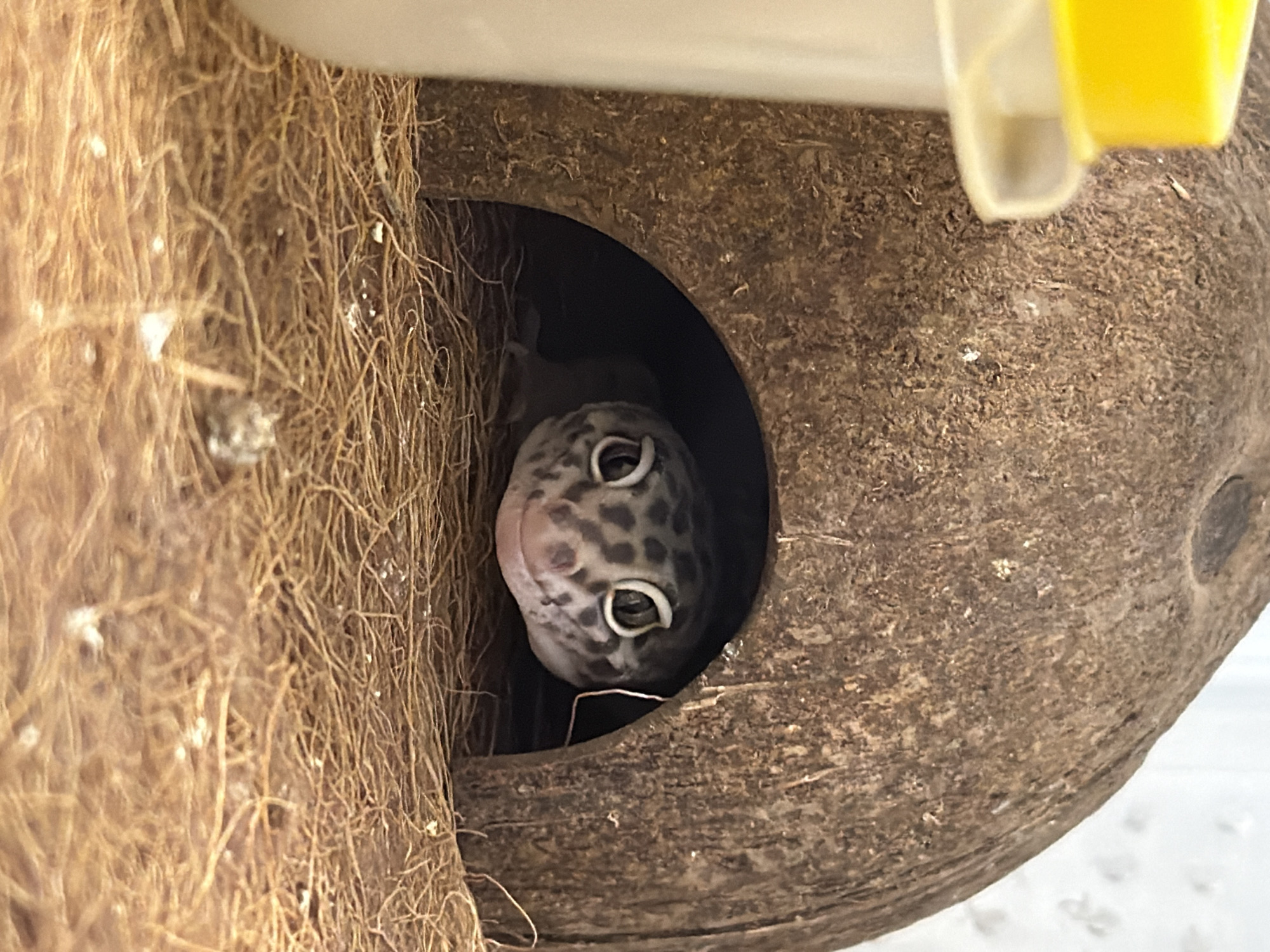 A leopard gecko peers out of a circular opening in a coconut shell hide. The hide is mounted on what appears to be a textured, fibrous material, possibly coconut coir or similar substrate. The gecko's head is visible, showcasing its spotted pattern and upturned mouth. There is a yellow and transparent container in the upper right corner, possibly for food or water. The background is out of focus and nondescript. There is no indication of this photo being taken in Izhevsk, Russia.