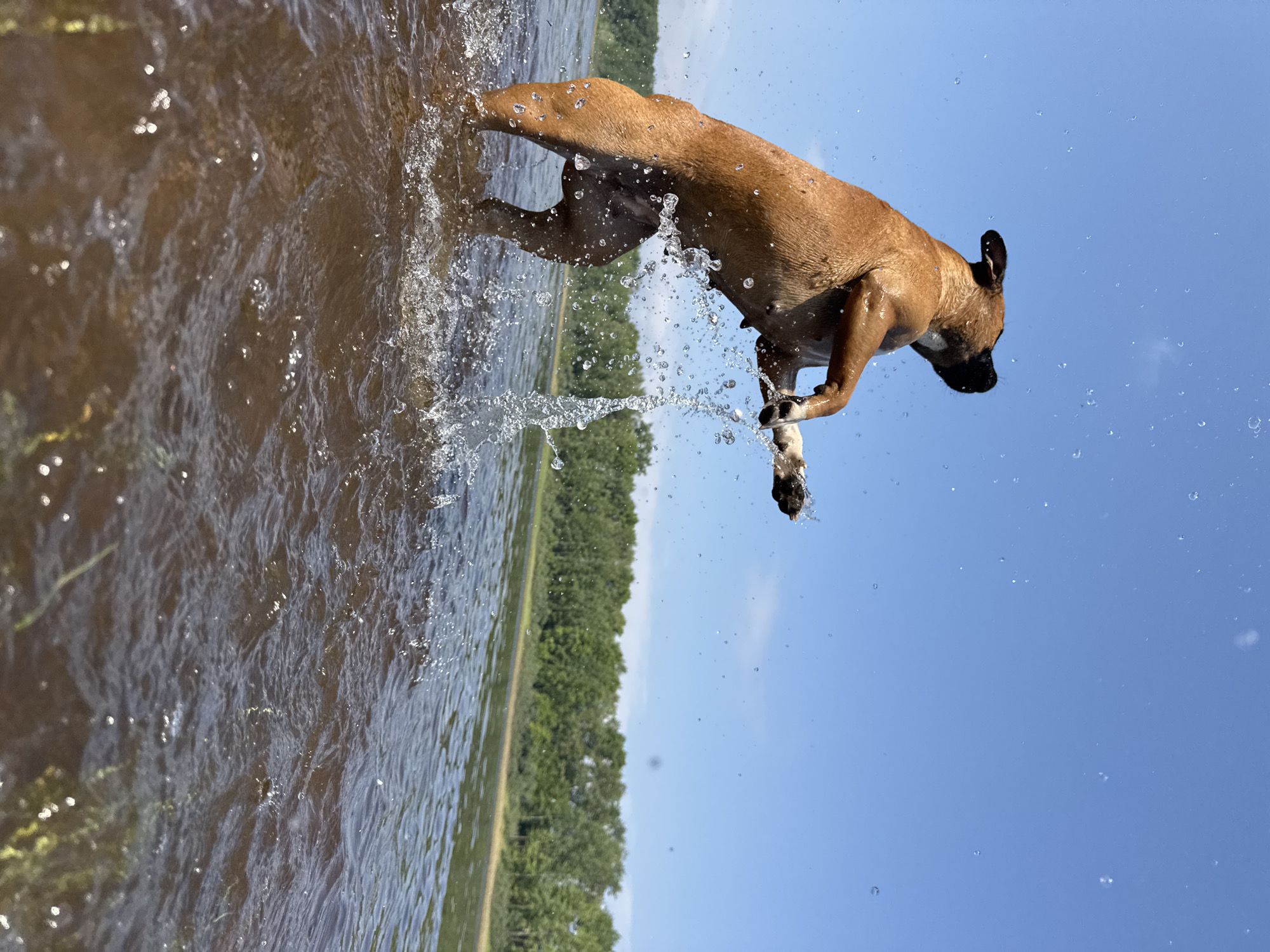 A brown dog is captured mid-air, leaping out of the water with its body arched. Water splashes around the dog, creating a dynamic effect. The dog is in a lake, with a tree line visible in the background under a clear blue sky. The location is identified as Chaikovsky, Russia.