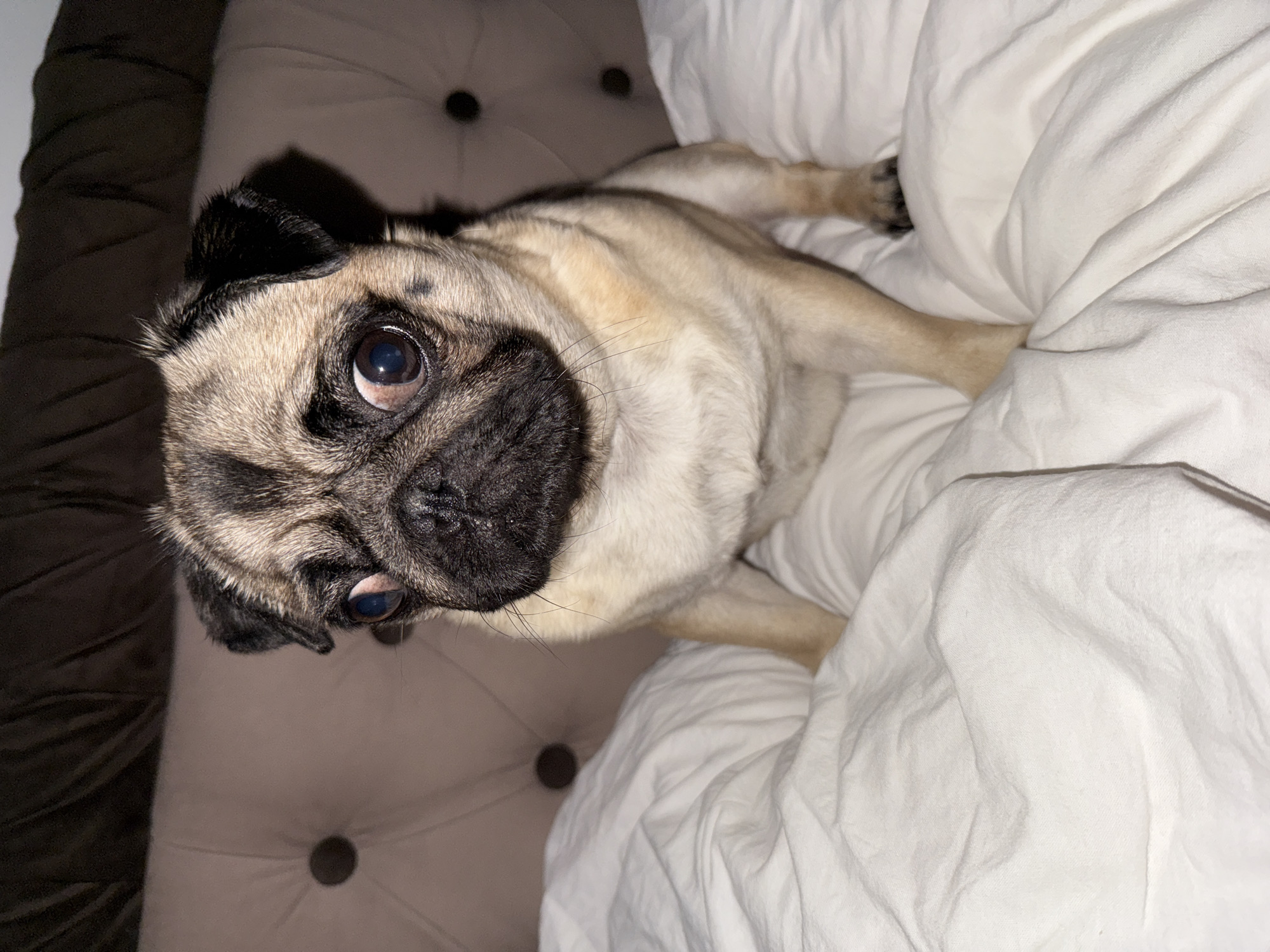 A pug dog is lying on a bed. The dog is mostly tan with a black mask and ears. It is lying on its side on a white sheet. The dog is looking up at the camera. The bed has a tufted headboard.