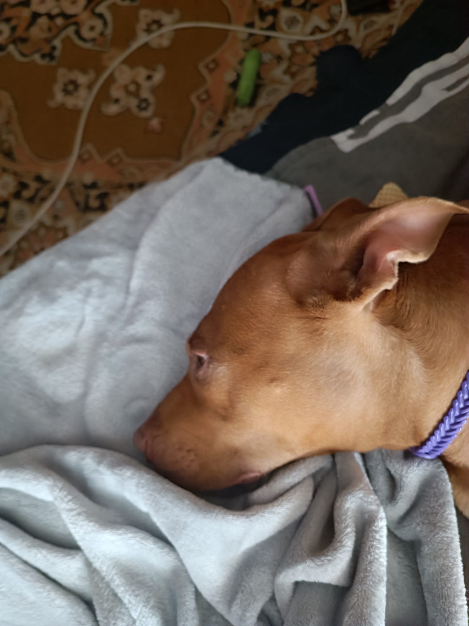 A brown pit bull lies on its side, nestled into a soft, gray blanket. The dog's head is turned away from the camera, revealing its ear and part of its snout. A bright purple collar adorns its neck. The background shows a patterned blanket and dark fabric.