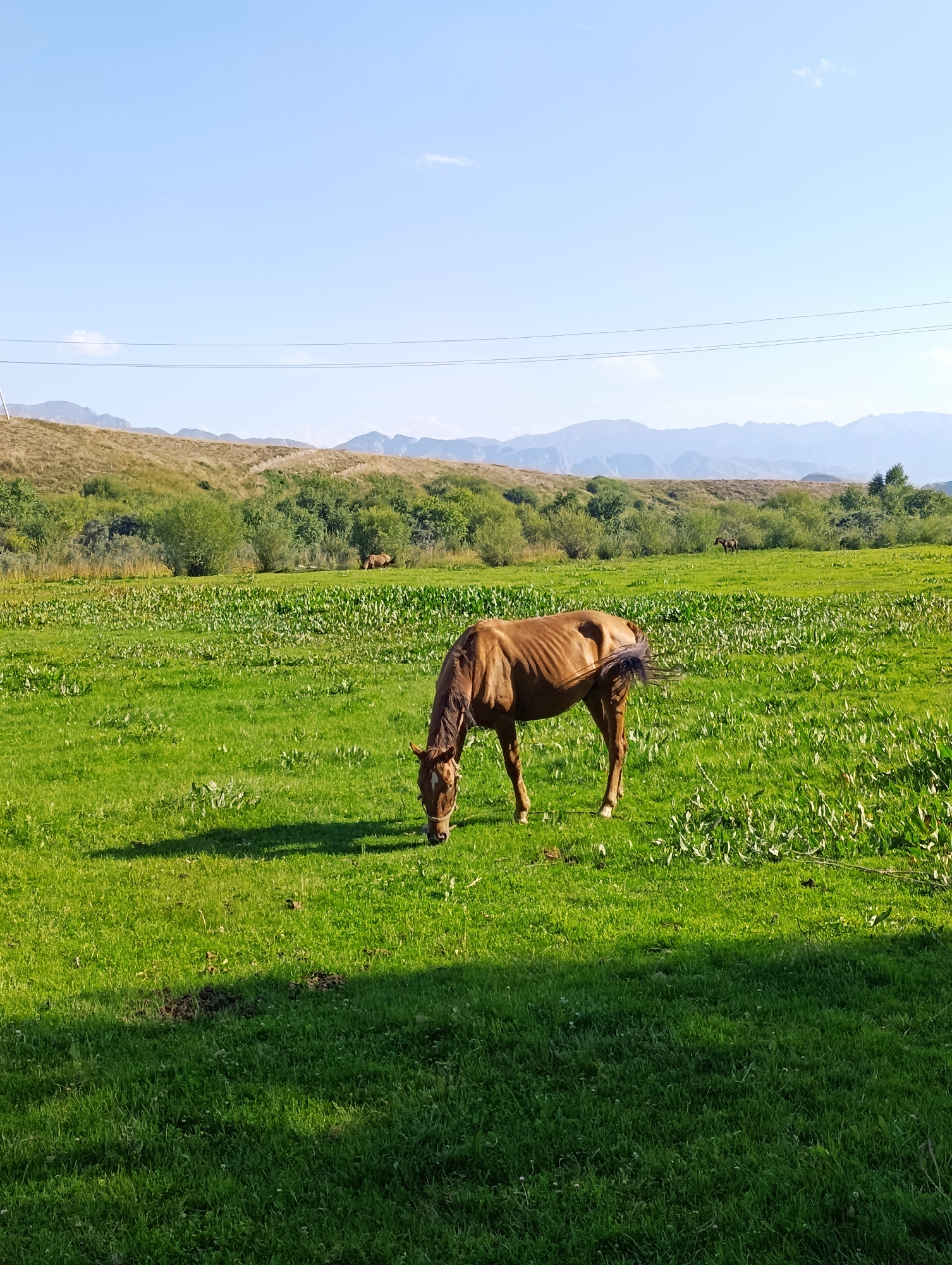 An adult brown horse grazes in a lush green field under a bright blue sky. The horse is positioned in the foreground, facing right, with its head lowered to the ground. Behind the horse, the field continues to a line of green trees and shrubs, which form a backdrop against rolling, dry hills. In the distance, hazy mountains are visible under the expansive sky, which is largely clear with a few wispy clouds. Two other horses are visible in the mid-ground, near the treeline, also appearing to be grazing. The scene suggests a rural or semi-rural environment, possibly in the vicinity of Kyzyl-Jyldyz, Kyrgyzstan, given the landscape features. The lighting indicates it is daytime, with shadows cast by the horse and vegetation.