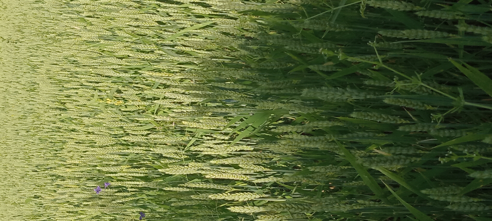The image depicts a close-up, vertical view of a field of young wheat, characteristic of rural agricultural landscapes. The wheat stalks are predominantly light green, suggesting they are in an early to mid-stage of growth. The field extends into the background, creating a dense texture of upright stalks. Scattered amongst the wheat are a few small, vibrant purple flowers and some yellow-green foliage, which add minor color accents to the otherwise monochromatic green scene. The lighting suggests an outdoor, daytime setting, likely with sunlight illuminating the field. The image does not contain any discernable urban elements, indicating it is not located within a city, including Koviahy, Ukraine. There are no people, animals, or structures visible in the frame. The composition is focused on the natural growth of the crop, emphasizing its texture and color.