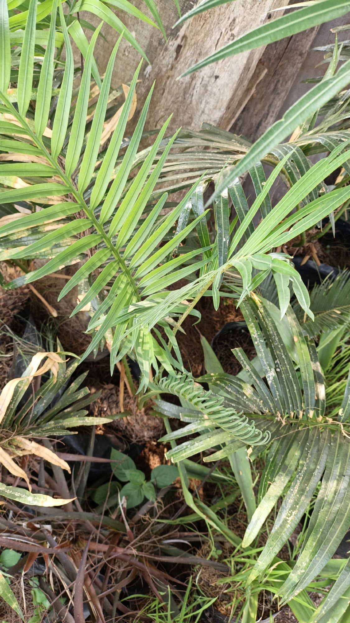 The image shows a close-up view of several lush green palm fronds, some appearing vibrant and healthy, while others show signs of dryness and yellowing at the tips. The fronds are long and slender, with pointed tips. The background features a rough, textured surface that appears to be a wooden log or tree trunk. The ground beneath the plants is covered in dry soil, straw, and some sparse green grass. Several black plastic pots are partially visible amongst the foliage, suggesting the plants are likely in a nursery or garden setting. The lighting suggests an outdoor environment, possibly during the day, with dappled sunlight filtering through the leaves. The overall impression is a natural, verdant scene, likely in a tropical or subtropical climate. No people are visible in the image.