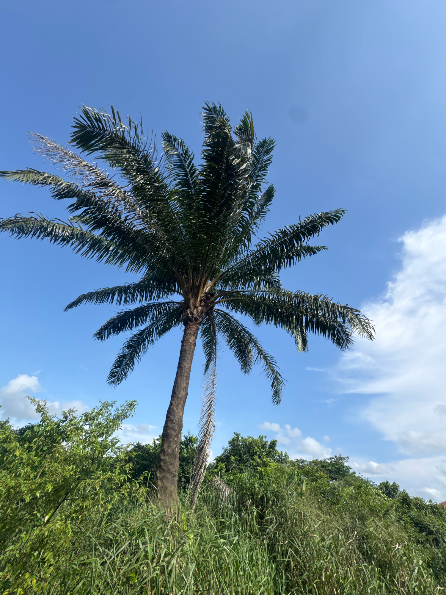 A tall palm tree stands prominently in a lush, green landscape under a clear blue sky with scattered white clouds. The palm tree's trunk is rough and brown, with its fronds fanning out widely at the top. Dense vegetation, including tall grasses and various green shrubs and trees, surrounds the base of the palm tree, creating a natural, unmanicured environment. The scene appears to be located outdoors, likely in a tropical or subtropical region, and could be situated in a rural or semi-rural area of Ihiagwa, Nigeria, characterized by abundant plant life and open skies. There are no people visible in the image. The lighting suggests it is daytime, with the sun illuminating the scene.
