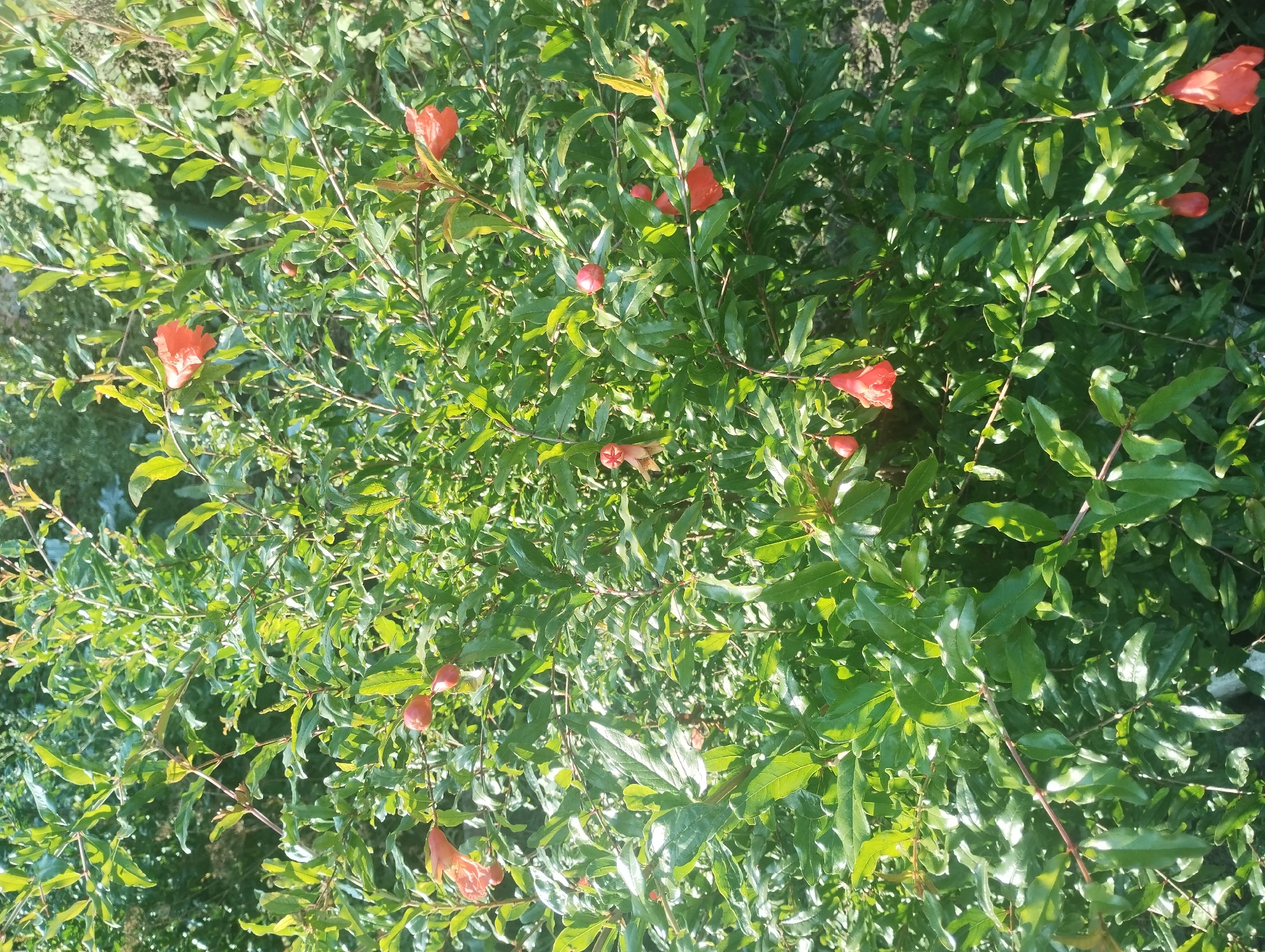 A dense green shrub with many leaves and branches is shown, bearing several red pomegranate flowers and some small, developing red fruits. The image is taken outdoors in daylight, with dappled sunlight illuminating the foliage. The background consists of more greenery and a hint of a blurred, darker area, suggesting a natural or garden setting. There are no people or animals visible. This scene is consistent with a pomegranate tree in the city of Sumy, Ukraine.
