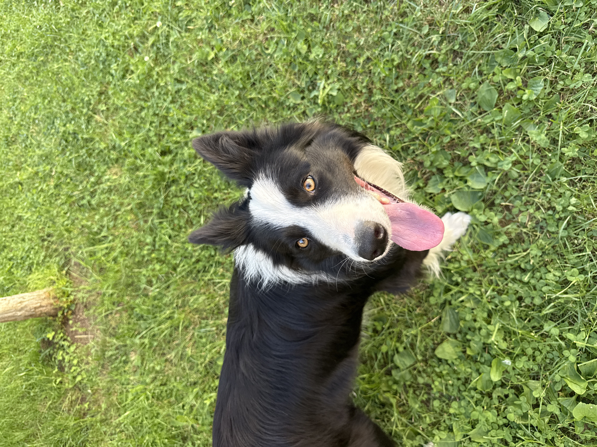 A black and white Border Collie dog stands in green grass, panting with its tongue out. A small, light-colored log lies to the left of the dog. The photo was taken outdoors in Berkovitsa, Bulgaria.