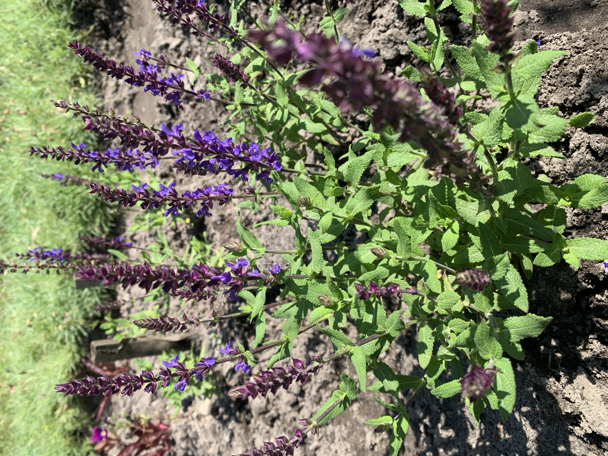 In the city of Pokotylivka, Ukraine, an outdoor scene captures a cluster of dark purple and bright purple flowering plants. These plants, characterized by their upright floral spikes and vibrant green foliage, are situated in soil. The background is blurred, with hints of green grass and a wooden post visible. The lighting suggests a sunny day, casting shadows on the soil.