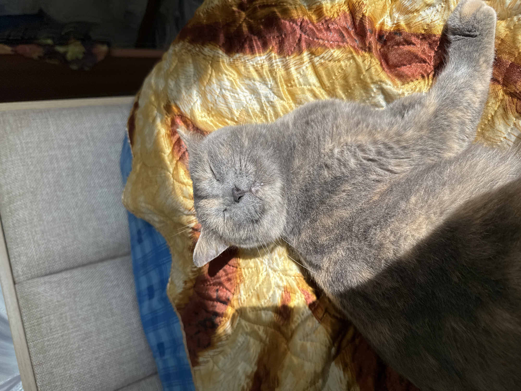 A gray cat is sleeping on a patterned blanket. The blanket is yellow, red, and white. The cat is lying on its side with its eyes closed and one paw extended above its head. The blanket is on a light-colored surface. The scene appears to be indoors, possibly in a home. The city of Krilovo, Russia is not evident in the image.
