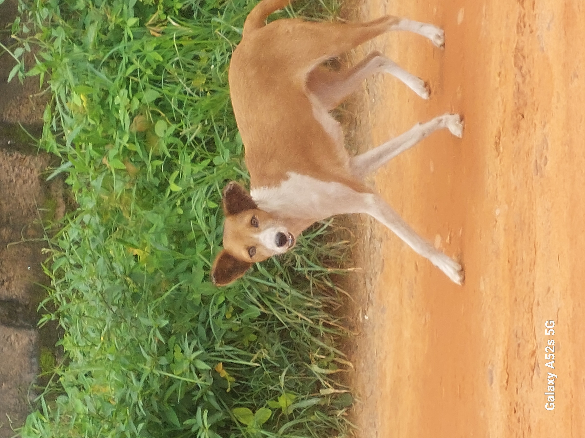 A tan and white dog is the sole subject of this photograph, captured in a medium shot. The dog is positioned on a dirt path next to a patch of green grass. Its body is mostly tan with white markings on its chest, legs, and face. The dog appears to be in motion, with its front legs extended and its body leaning forward. Its mouth is open, and its head is turned towards the camera, giving it an alert and curious expression. The background consists of lush green grass on the left side of the image and the orange-brown dirt path on the right. The lighting suggests it is daytime, with soft natural light illuminating the scene. A watermark at the bottom right reads "Galaxy A52s 5G". The scene is likely an outdoor setting in Umudioka, Nigeria, given the context.