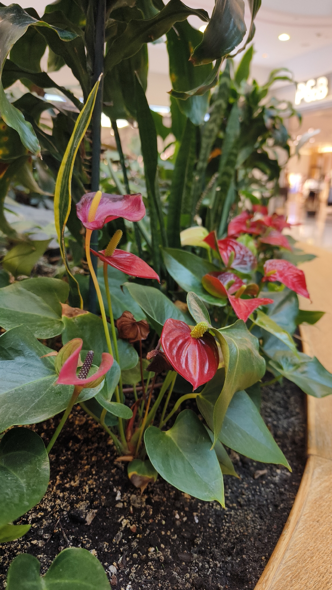 A low-angle medium shot captures a cluster of anthurium plants with their signature heart-shaped spathes and spadices. The spathes are a vibrant red, with some showing hints of pink and yellow, and one features a darker, almost purple spadix. The leaves are a deep, glossy green. The plants are situated in dark soil within a wooden planter. In the background, a blurred indoor environment is visible, with hints of retail signage that appears to read "P&B", suggesting a shopping mall setting. The lighting suggests an indoor environment, likely during daylight hours given the natural appearance of the light. The location is identified as a shopping mall in Vösendorf, Austria, specifically the Vösendorf Shopping City Süd. There are no people visible in the frame.
