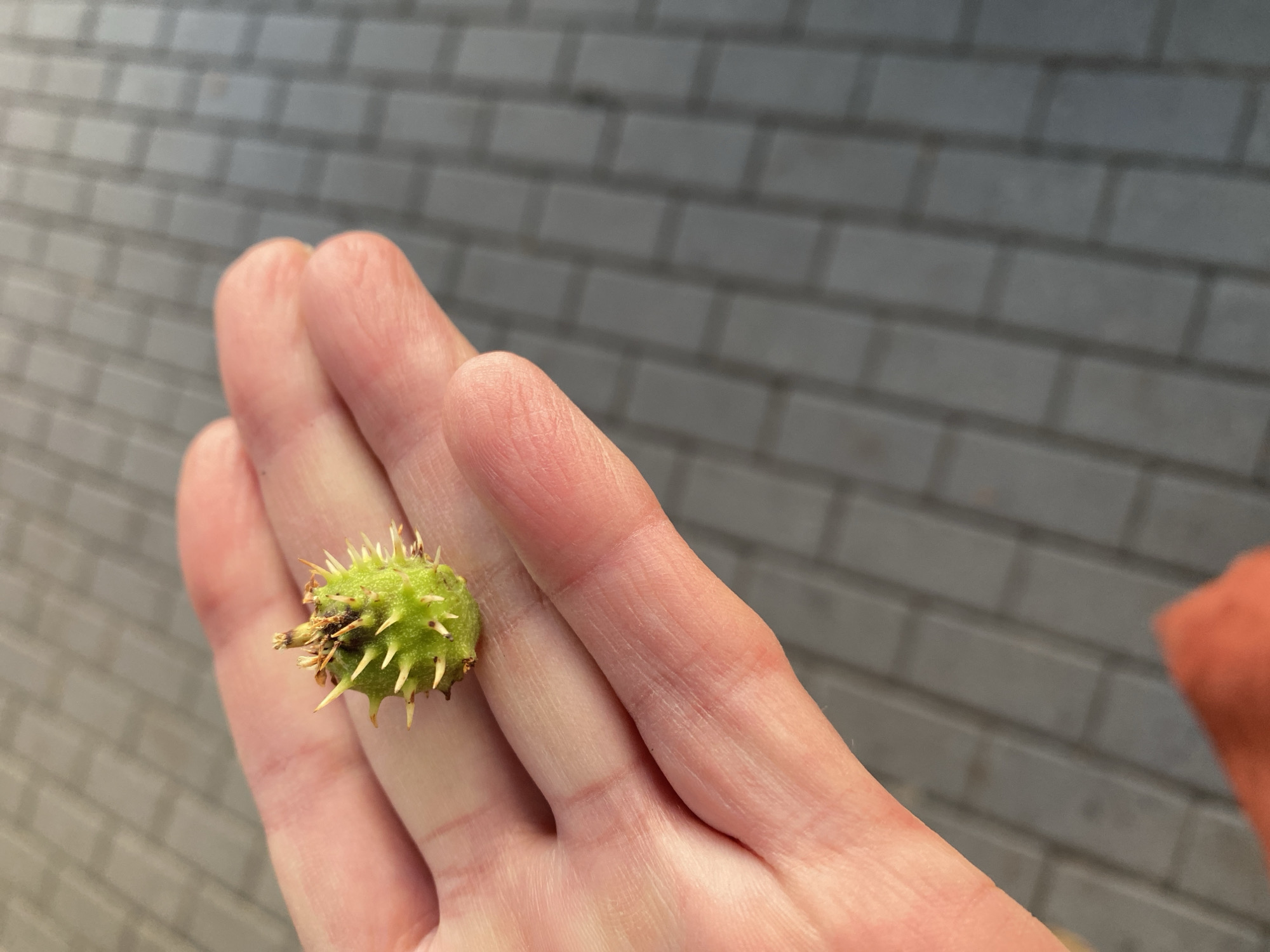 A hand holds a small, green, spiky object, likely a young horse chestnut or buckeye. The hand is positioned palm-up, with fingers gently curved, supporting the object. The object itself is roughly spherical, covered in numerous sharp, thorn-like protrusions, and appears to be in an early stage of development, judging by its vibrant green color and small size. Some brown, fibrous material is visible at the top of the object, possibly remnants of its attachment to a stem. The background consists of a grey, brick-patterned surface, likely a wall or pathway, suggesting an outdoor setting. The lighting appears to be natural daylight, casting subtle shadows and highlighting the textures of both the hand and the object. No text is visible in the image. The overall scene is simple, focusing on the close-up view of the hand and the small, natural object it holds.