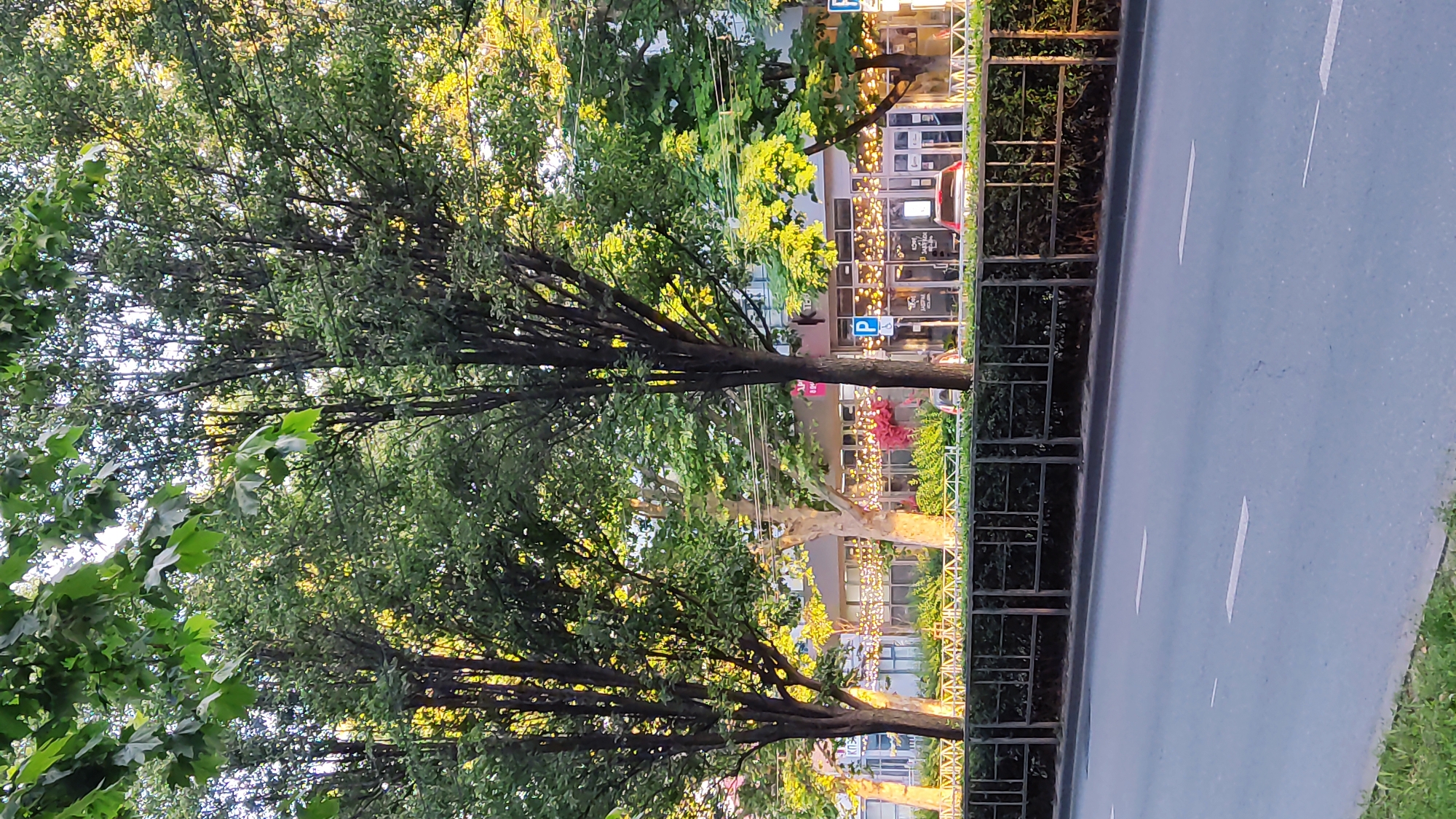 The image shows a tree-lined street in Krasnodar, Russia. In the foreground, a paved road with white lane markings is visible. A narrow strip of grass is present on the left edge of the road. Behind the road, a dark metal fence runs horizontally, enclosing a row of bushes and trees. The middle ground features a building with large windows and a light-colored facade, decorated with strings of warm-toned lights. Several trees with green foliage are interspersed between the fence and the building, with sunlight filtering through their leaves. Two blue parking signs with a white "P" are visible on the building's facade. A few cars are parked in front of the building. The background is mostly obscured by the dense green canopy of trees. The overall scene depicts a commercial or residential area in a city, likely during daylight hours given the lighting.