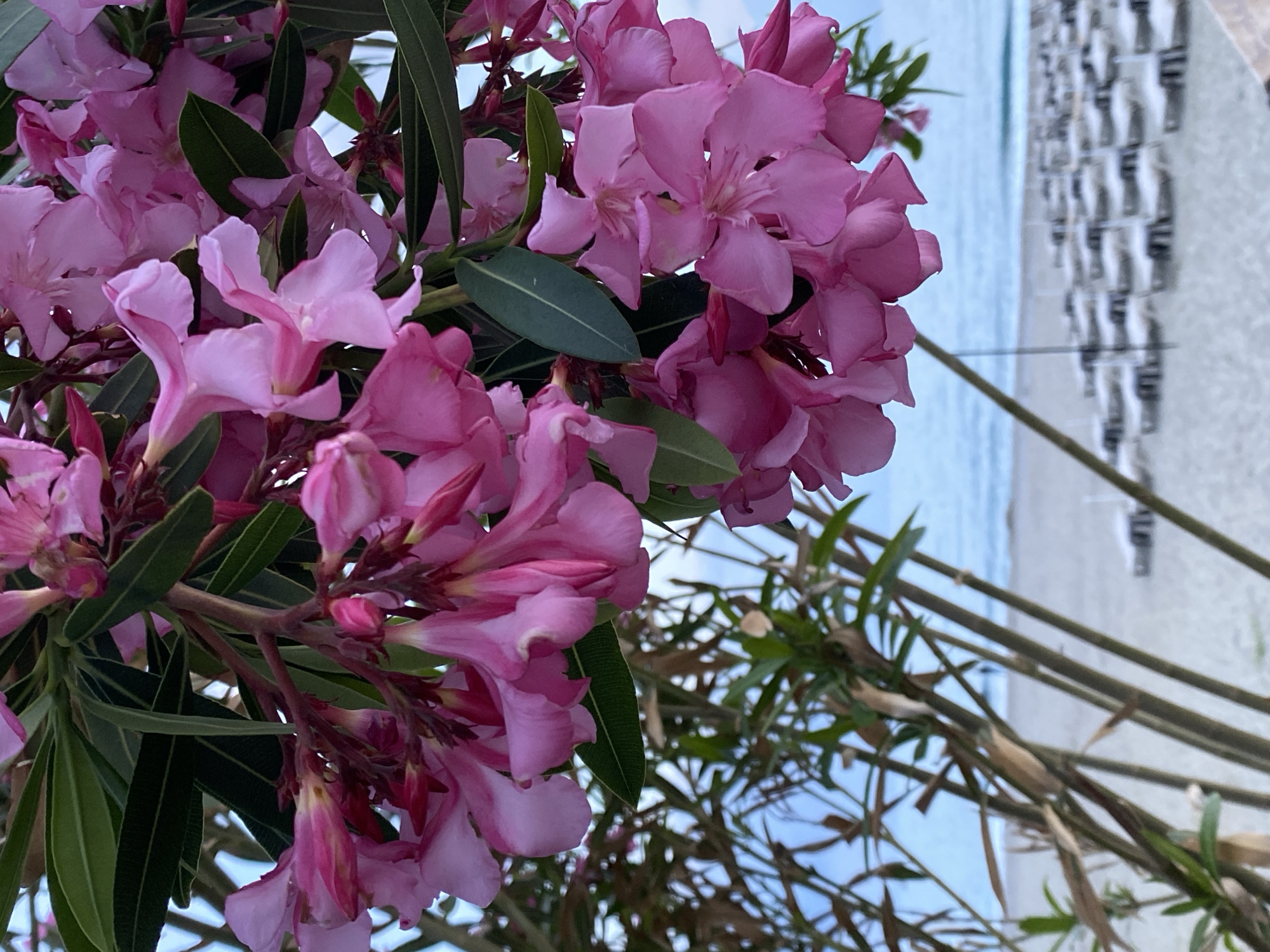 Pink flowers of an oleander bush are in the foreground, with green leaves interspersed among the blossoms. In the background, partially obscured by the oleander, is a beach scene. Light-colored sand meets a light blue body of water. Beach umbrellas and chairs are visible in the distance. The location is consistent with a beach in Alanya, Turkey. The image appears to have been taken during the daytime with natural light.