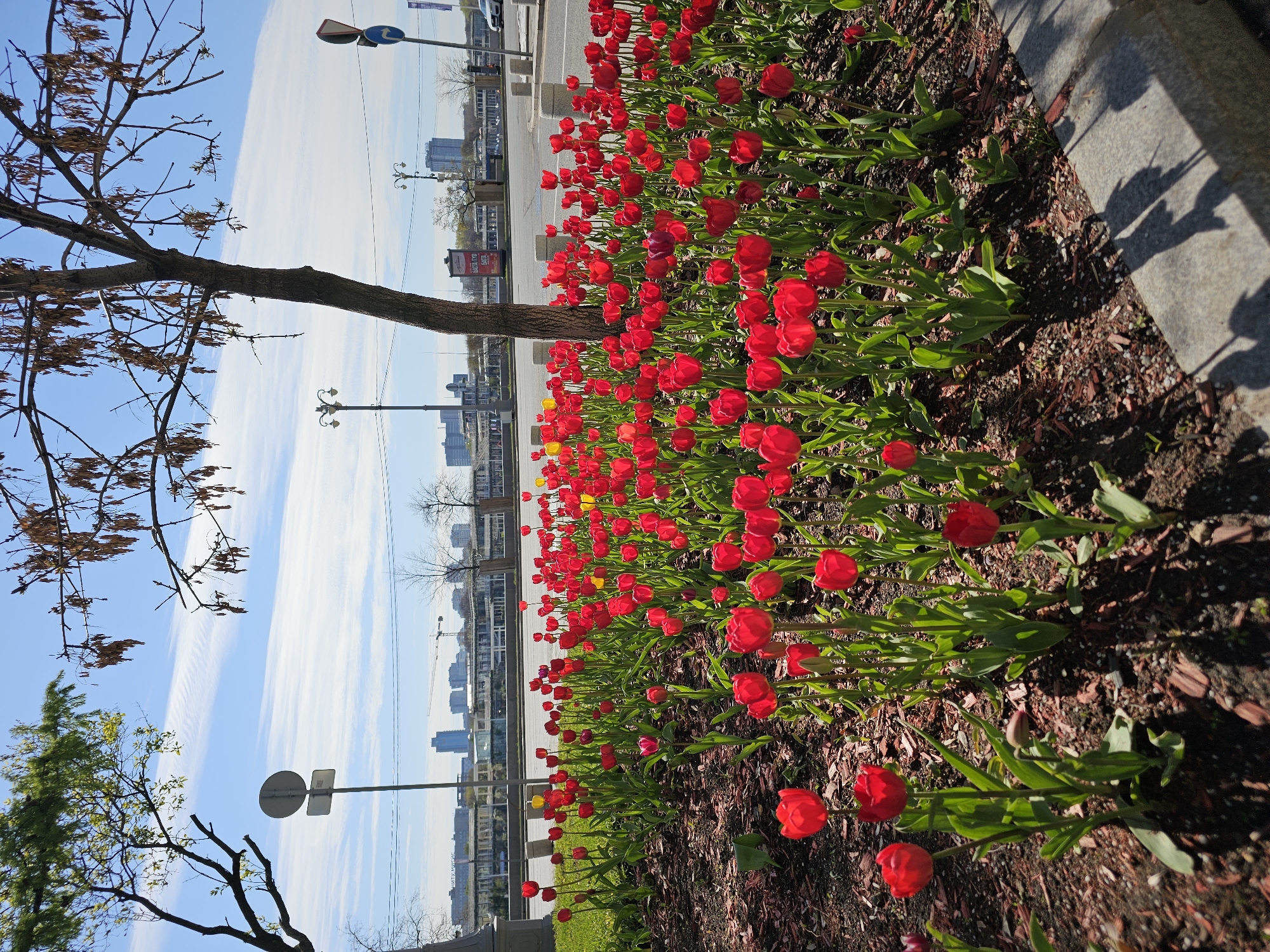 The image captures a vibrant display of red tulips in a flowerbed lining a paved area, likely a sidewalk or walkway in Moscow, Russia. The flowerbed extends horizontally across the frame, with tulips in full bloom dominating the foreground. A few yellow tulips are interspersed among the red ones. The soil in the flowerbed is covered with mulch.
A tree with bare branches stands to the left of the frame, partially obscuring the blue sky with wispy white clouds. Street signs and lampposts are visible in the middle ground, suggesting an urban setting. Buildings in the distance indicate the presence of a city skyline. The scene appears to be taken during a sunny day with shadows cast by a structure next to the flower bed.