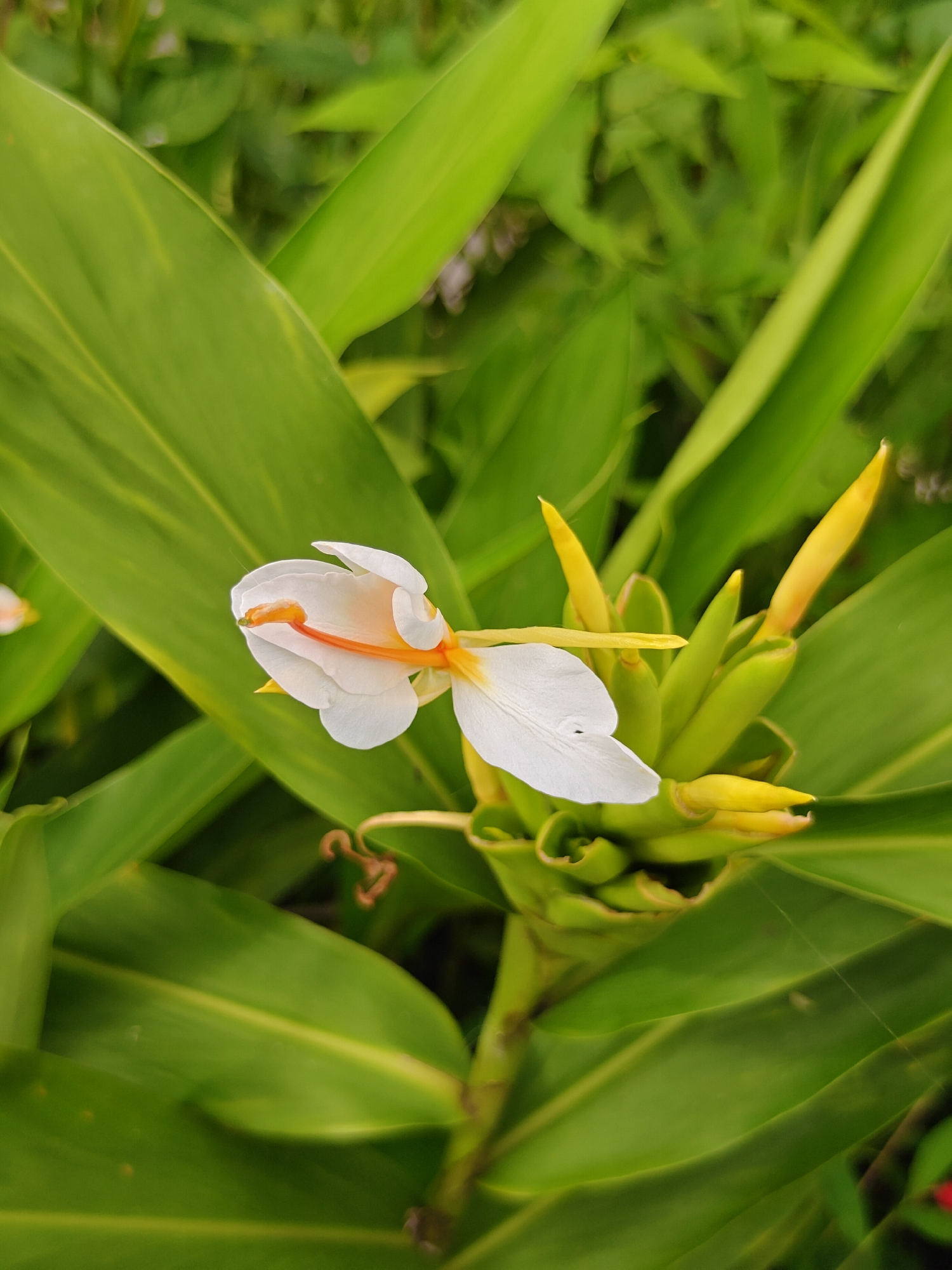 A close-up, eye-level, vertical shot captures a white ginger flower with an orange pistil, blooming amidst lush green foliage in Pokhara, Nepal. The flower, with its delicate white petals, is the central subject, while unopened yellow buds and large green leaves surround it. The background is softly blurred, suggesting a natural, outdoor environment. No people are present in the image.