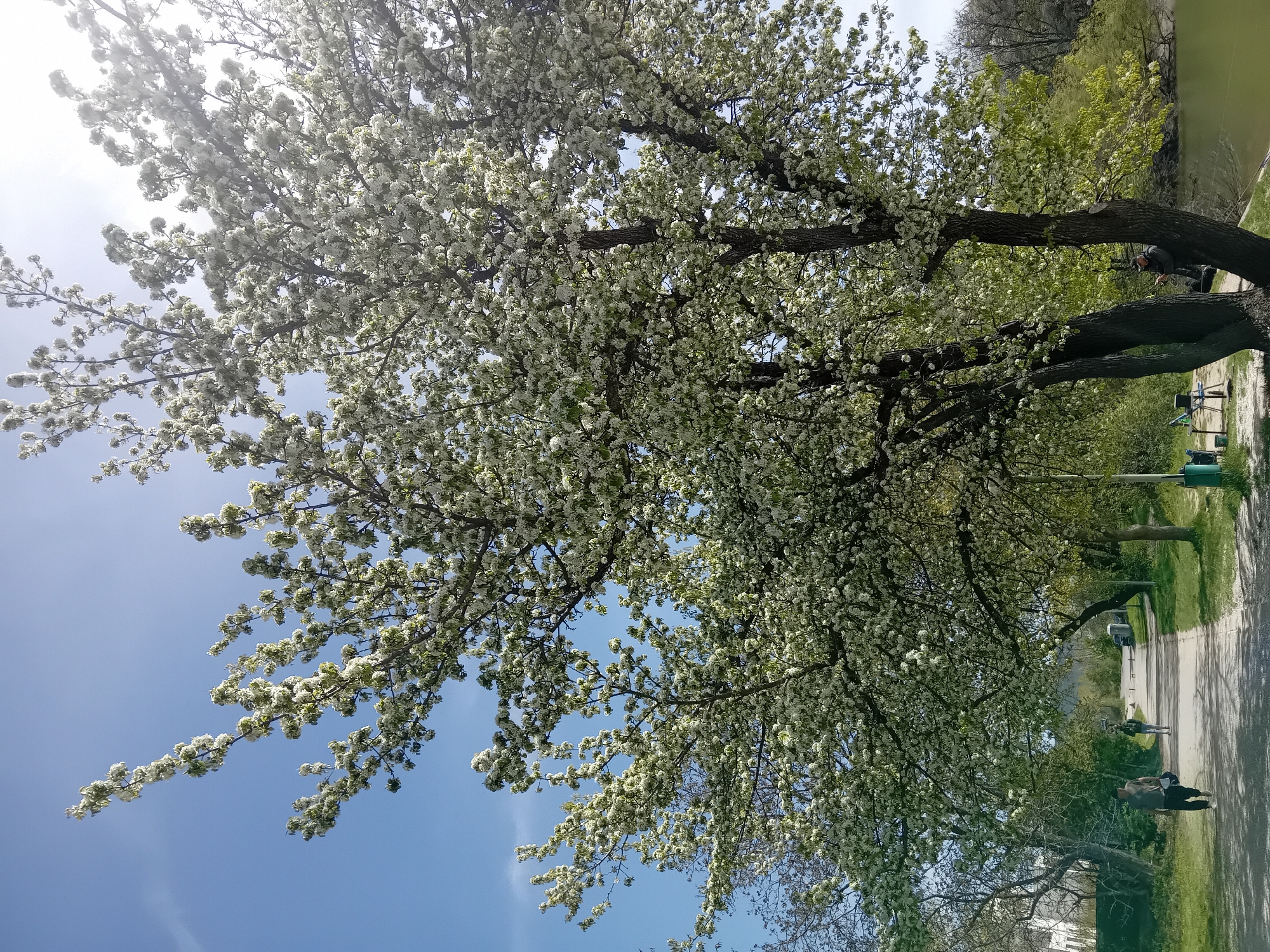 This image captures a vibrant spring scene in a park or natural setting. The primary subject is a large tree, heavily laden with white blossoms, indicating it is in full bloom. Its branches extend across the frame, partially obscuring a bright blue sky with faint white clouds, and casting dappled shadows.
The scene unfolds from a low vantage point, looking upwards and towards a paved path that runs through the area. Adjacent to the path on the right side of the image is a calm body of water, likely a river or pond, reflecting green hues.
Several individuals are present, engaging in outdoor activities. One person is distinctly visible near the water's edge, holding a fishing rod, suggesting they are fishing. Further down the path, another person is seen walking, carrying a bag. A third, less defined figure is also visible in the distance along the path.
Other trees with new, light green foliage line the path and the water's edge, contributing to the fresh spring atmosphere. The bright sunshine and clear sky indicate it is daytime, likely midday or early afternoon. The overall impression is one of a peaceful and pleasant day spent outdoors. No text is visible in the image.