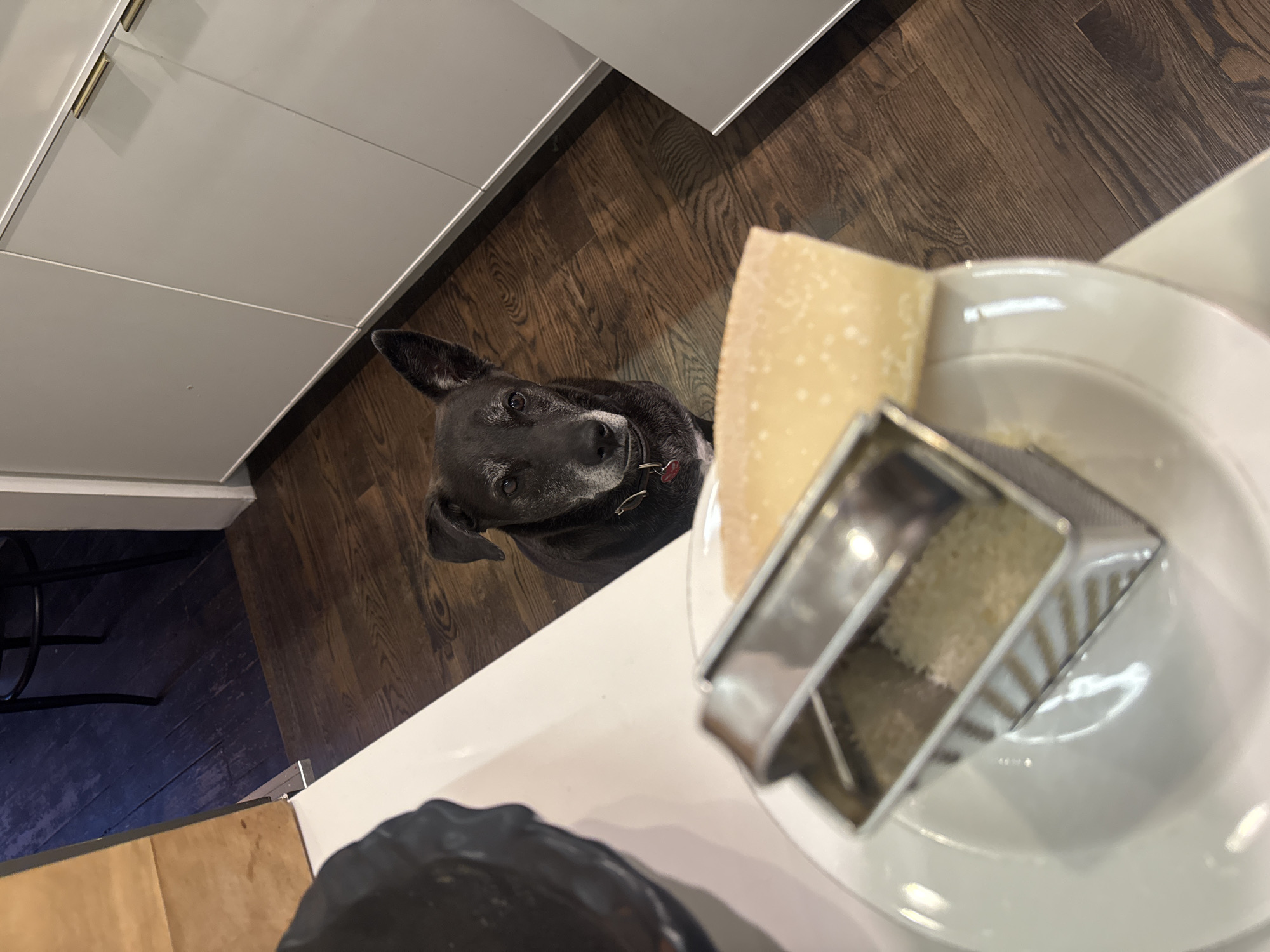 A dog with graying fur and a red collar looks up expectantly from a position near white kitchen cabinets and dark wood flooring. On a white plate, a piece of cheese sits next to a grater. The setting appears to be a domestic kitchen. It is not possible to determine the exact location within New York City, United States of America, from this image alone.