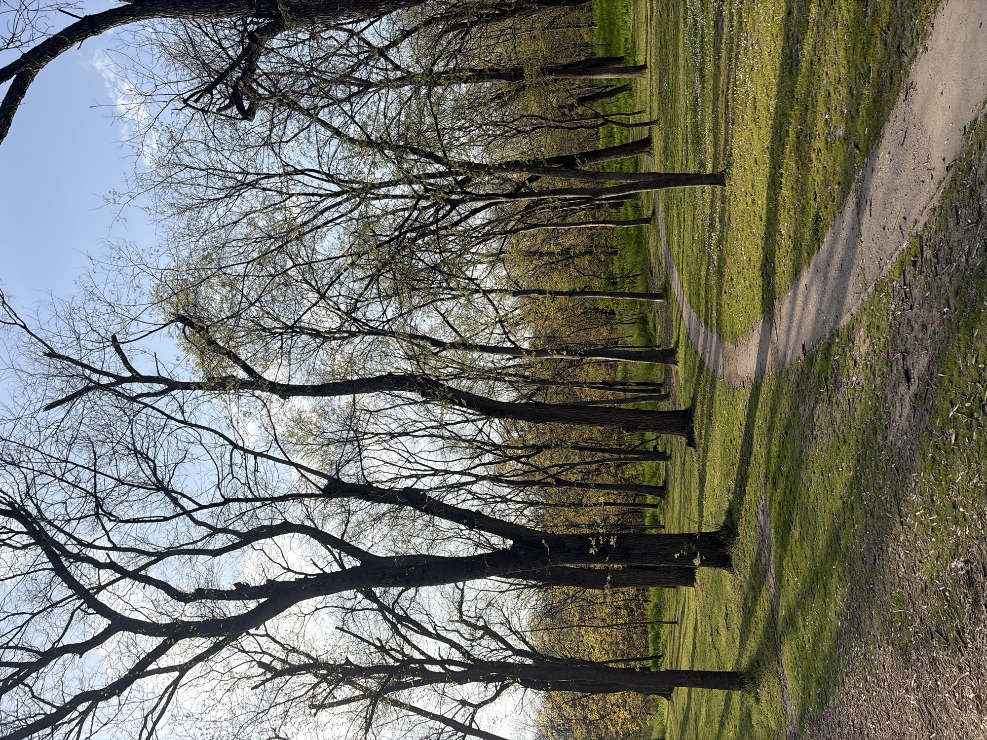 The image depicts a park scene in Plovdiv, Bulgaria. A row of bare trees lines a dirt path winding through a grassy area. The sky is pale blue with some wispy clouds visible through the branches. The grass is green, and dappled sunlight suggests it is either early morning or late afternoon. There are no people visible in the image.