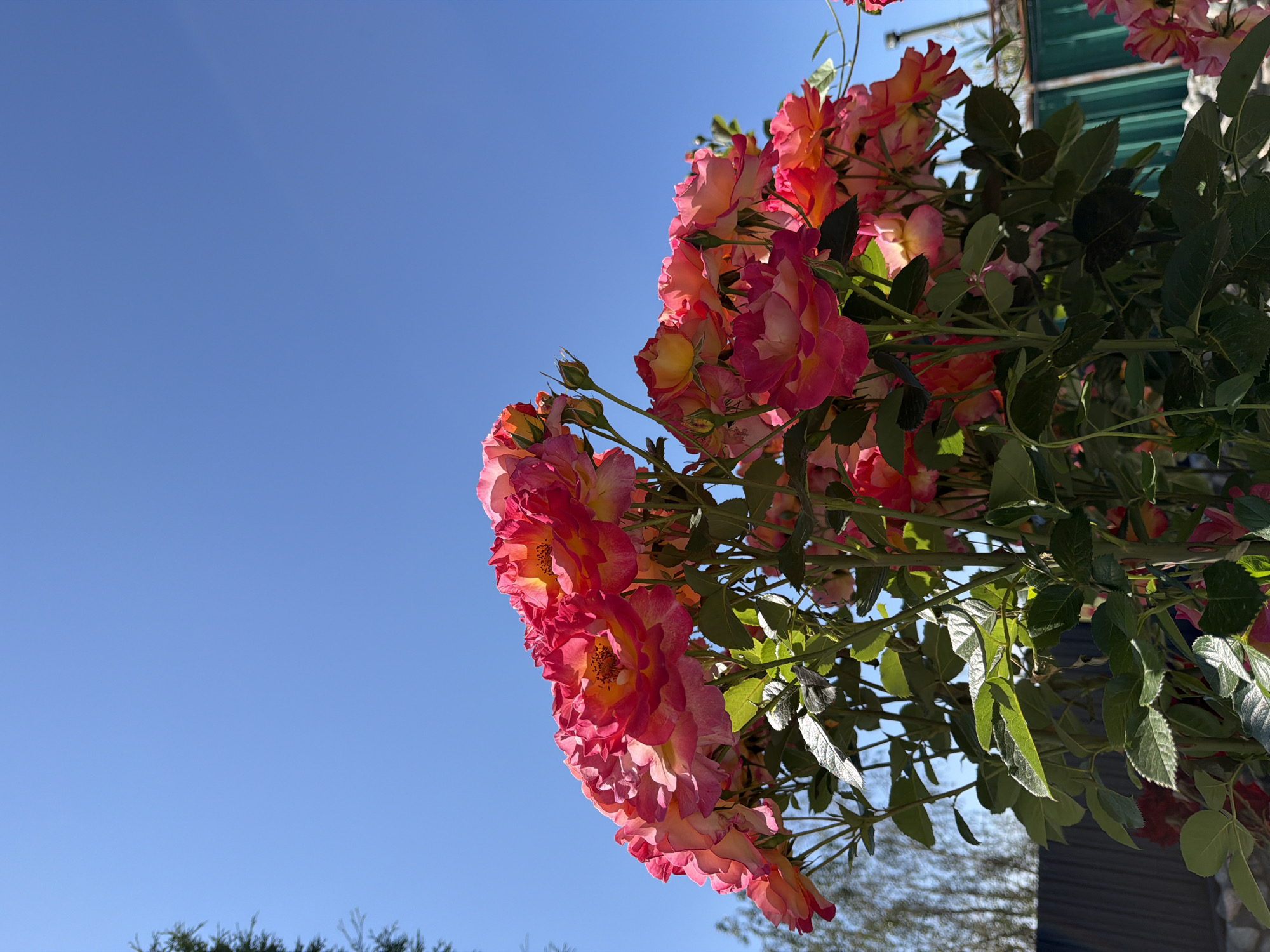 A cluster of vibrant pink and yellow roses is in full bloom against a clear blue sky. The roses, with their layered petals and visible stamen, are densely packed on green stems and leaves. In the background, a dark fence is visible, along with a glimpse of a green structure, possibly a greenhouse or shed. The image captures the roses from a low angle, emphasizing their upward growth and the expanse of the sky above.