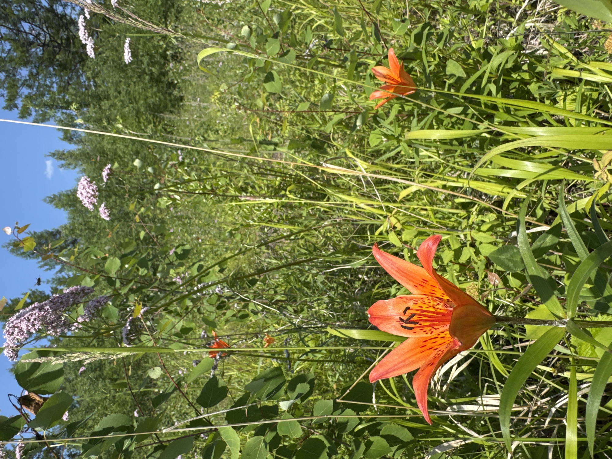The image captures a vibrant meadow scene with a focus on wild orange lilies, characteristic of the Skovorodino, Russia region. In the foreground, a striking orange lily with delicate black spots on its petals is in full bloom, its curved petals elegantly reaching outwards. The background is a lush tapestry of green foliage, grasses, and scattered smaller pink flowers, suggesting a warm, sunny day in a natural, outdoor setting. The bright sunlight filters through the leaves, creating a dappled effect and highlighting the rich colors of the flowers. To the left, a patch of pale pink flowers and the clear blue sky are visible, hinting at the vastness of the landscape. The overall impression is one of serene natural beauty and the abundance of flora in a rural or wild environment. There is no visible text in the image.