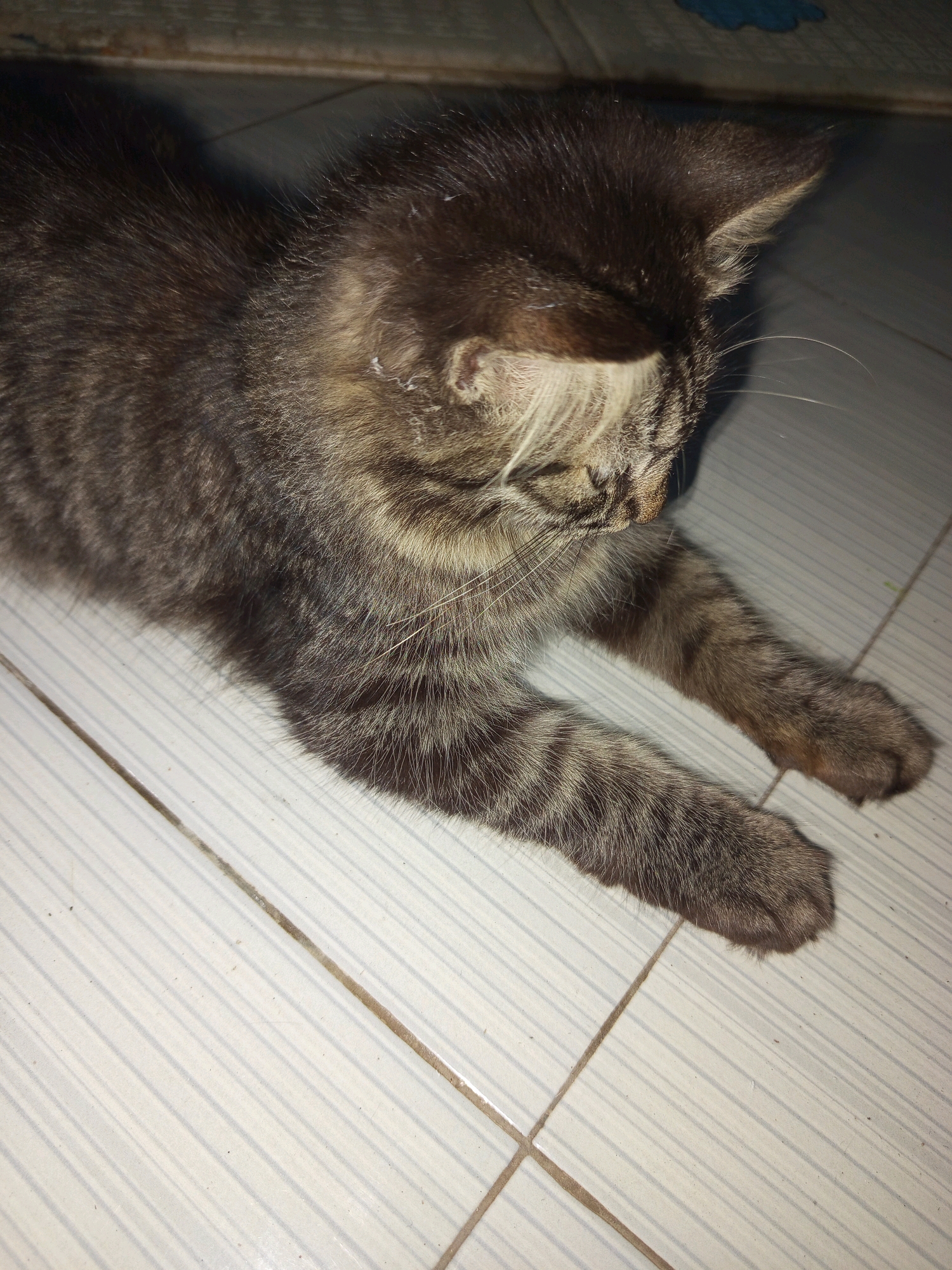 A tabby kitten is lying on a tiled floor in what appears to be a room in Salebu, Indonesia. The kitten is mostly facing away from the camera, with its head turned to the right. Its fur is dark brown with lighter tabby stripes. The kitten's paws are visible in front of it, and its body is relaxed. The tiled floor is light-colored with dark grout lines. The lighting in the room is dim, creating shadows on the floor and the kitten. The background is dark and out of focus, but appears to be a wall or furniture.