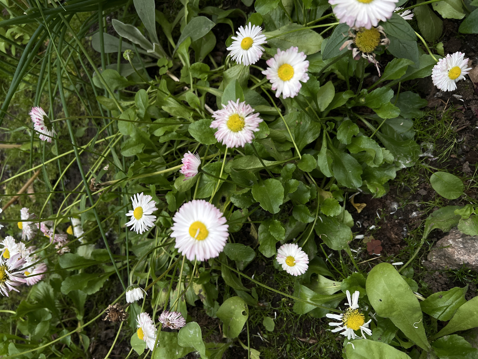 This image depicts a close-up view of a cluster of English daisies (Bellis perennis) growing in a garden bed. The daisies feature white petals with pink edges and yellow centers. The surrounding foliage is lush and green, with some brown soil visible at the base of the plants. There are no people or animals present in the image, and no specific landmarks can be identified to pinpoint a location within a city. The overall impression is one of natural flora in an outdoor setting.
