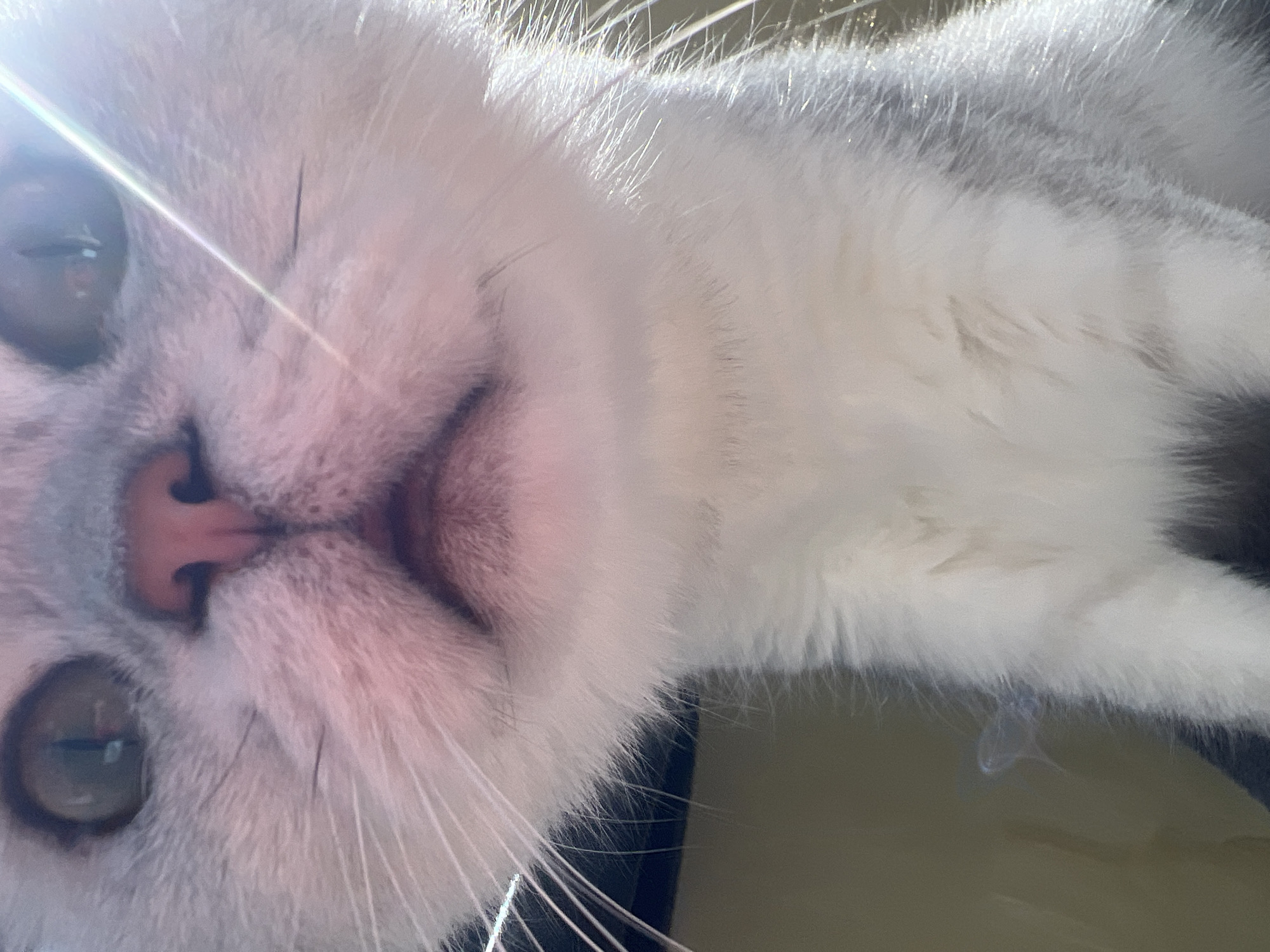 The image shows a close-up of a white cat with gray tabby markings. The cat has a pink nose, light-colored eyes, and long white whiskers. The image is oriented with the cat's face at the bottom left and its body extending towards the upper right. A bright glare is visible on the left side of the image. The background is indistinct and slightly out of focus.