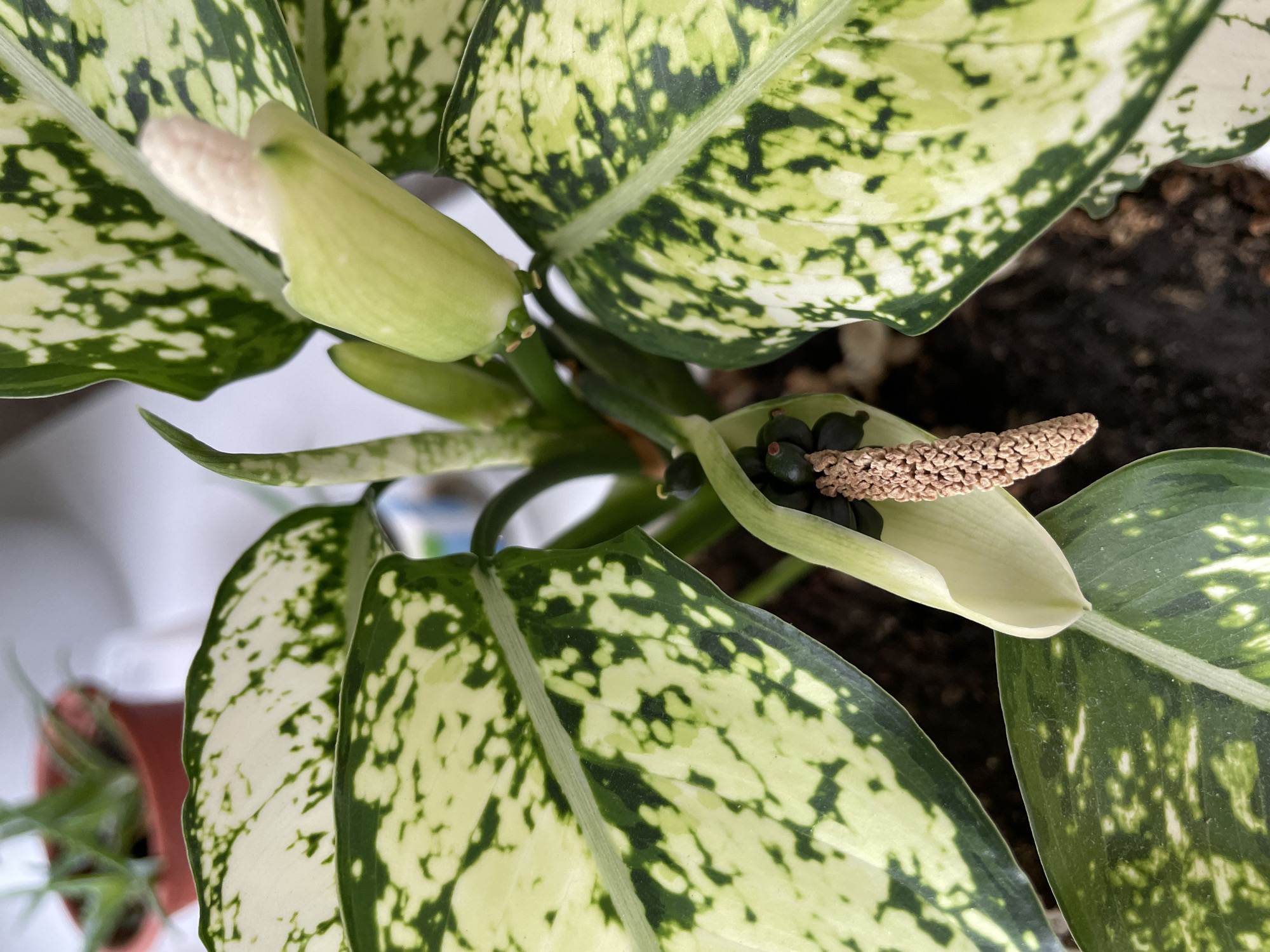 The image is a close-up, overhead view of a Dieffenbachia plant, commonly known as a dumb cane. The plant features large, ovate leaves with a variegated pattern of deep green and creamy white. Several leaves are visible, displaying the characteristic splotchy markings. In the center of the frame, a portion of the plant's inflorescence is visible. This consists of a pale green spathe, a modified leaf that encloses the spadix, which is a spike-like structure bearing numerous tiny, bead-like green berries. A lighter, beige-colored spadix with a textured surface is also present, likely an older or dried part of the flower. The plant is potted in dark soil. The background is blurred, showing hints of other greenery in a terracotta pot and a bright, out-of-focus white surface, suggesting it is an indoor plant situated near a window. The image does not depict any people, actions, or interactions, and there is no indication of its location in Barnaul, Russia.