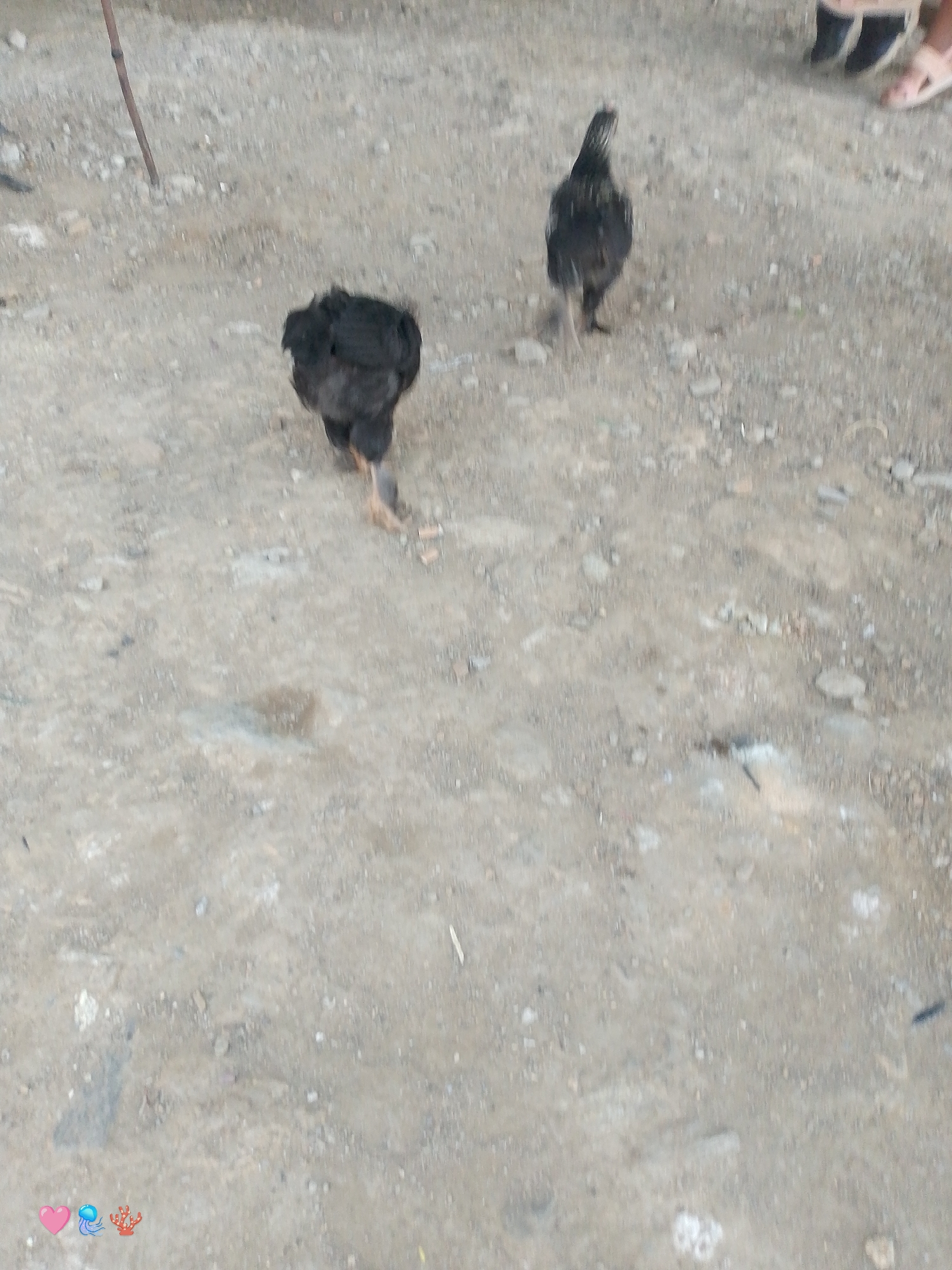 Two black chickens are visible on a dirt ground. One chicken is in the foreground, facing away from the camera. The other chicken is in the mid-ground, also facing away from the camera. There are some small rocks and pebbles on the ground. In the upper right corner of the image, parts of two people's feet are visible. They are wearing sandals. A thin, brown stick is visible in the upper left corner of the image. The scene appears to be outdoors in a dry, possibly rural or undeveloped area. There are no distinctive landmarks to place it specifically within El Cercado, Venezuela.