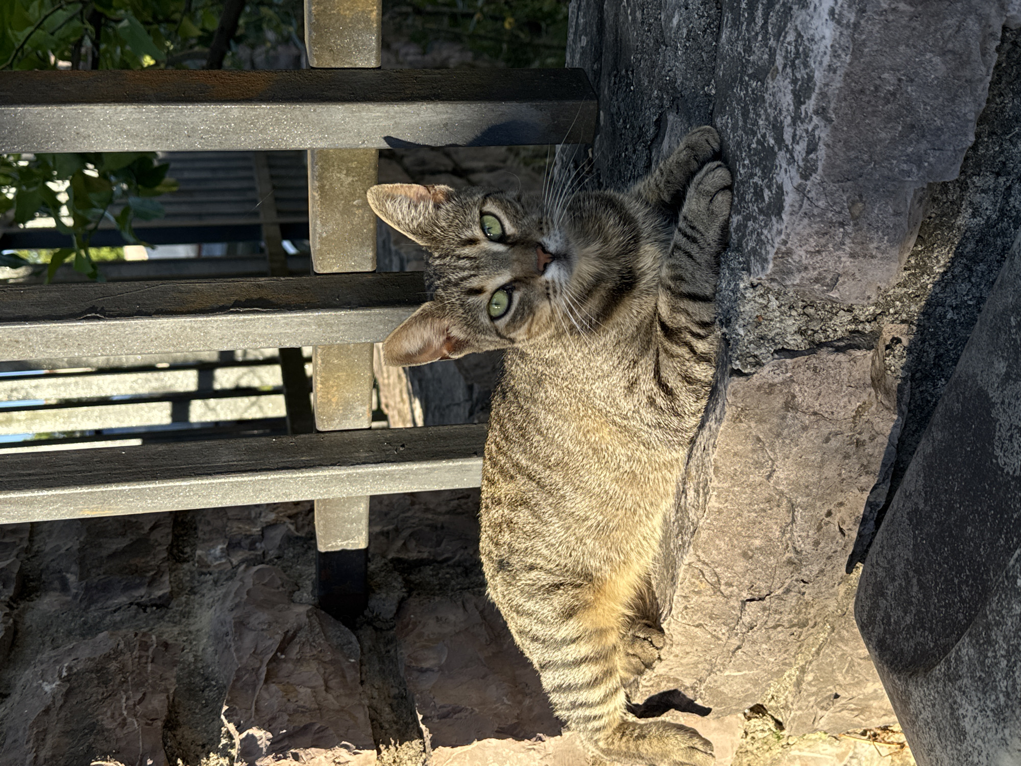 A tabby cat rests on a stone wall next to a metal railing in Đenovići, Montenegro. The cat has green eyes and is looking at the camera with its head tilted. The environment consists of a stone wall and a metal railing with some greenery visible in the background. The scene is lit by sunlight.