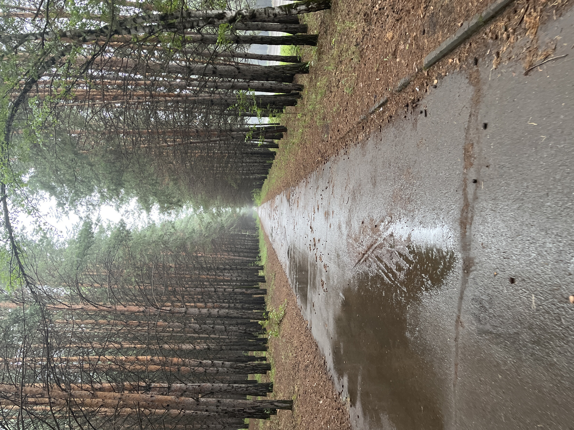 The image depicts a wet asphalt pathway bordered by dense rows of tall, slender pine trees on both sides. The pathway is lined with a thin strip of pine needles and sparse grass along its edge. The sky appears overcast and hazy, suggesting a damp or foggy atmosphere. The pathway itself shows several large puddles, indicating recent rainfall. The trees are tall and closely planted, creating a sense of depth and a tunnel-like effect down the path. The ground cover is predominantly pine needles and some scattered fallen leaves. There are no people or animals visible in the image. The location is identified as a pathway in the city of Sosnovoborsk, Russia.