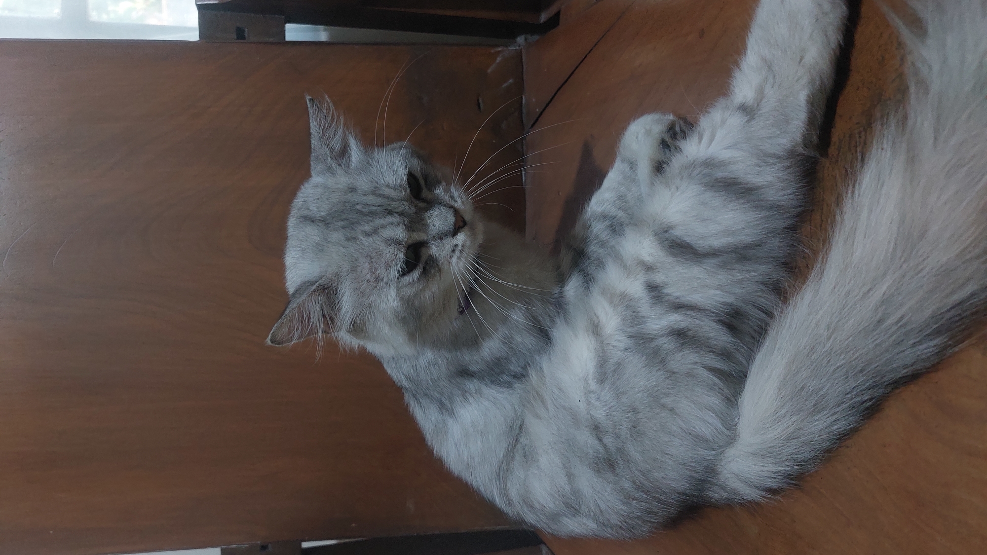 A medium shot captures a fluffy, grey and white tabby cat sitting on a wooden chair in a room. The cat is facing to the right, with its head tilted down and eyes looking downwards. Its fur is long and appears soft, with distinct tabby markings. The cat is wearing a thin, dark-colored collar. The background consists of the wooden surface of the chair, with some vertical wooden planks visible behind it. A hint of natural light is visible through a window or opening on the far right side of the image. The overall impression is one of a domestic pet in a relaxed, indoor setting, possibly in a residential area within Jatirogo, Indonesia, given the traditional wooden furniture that is common in Indonesian homes.