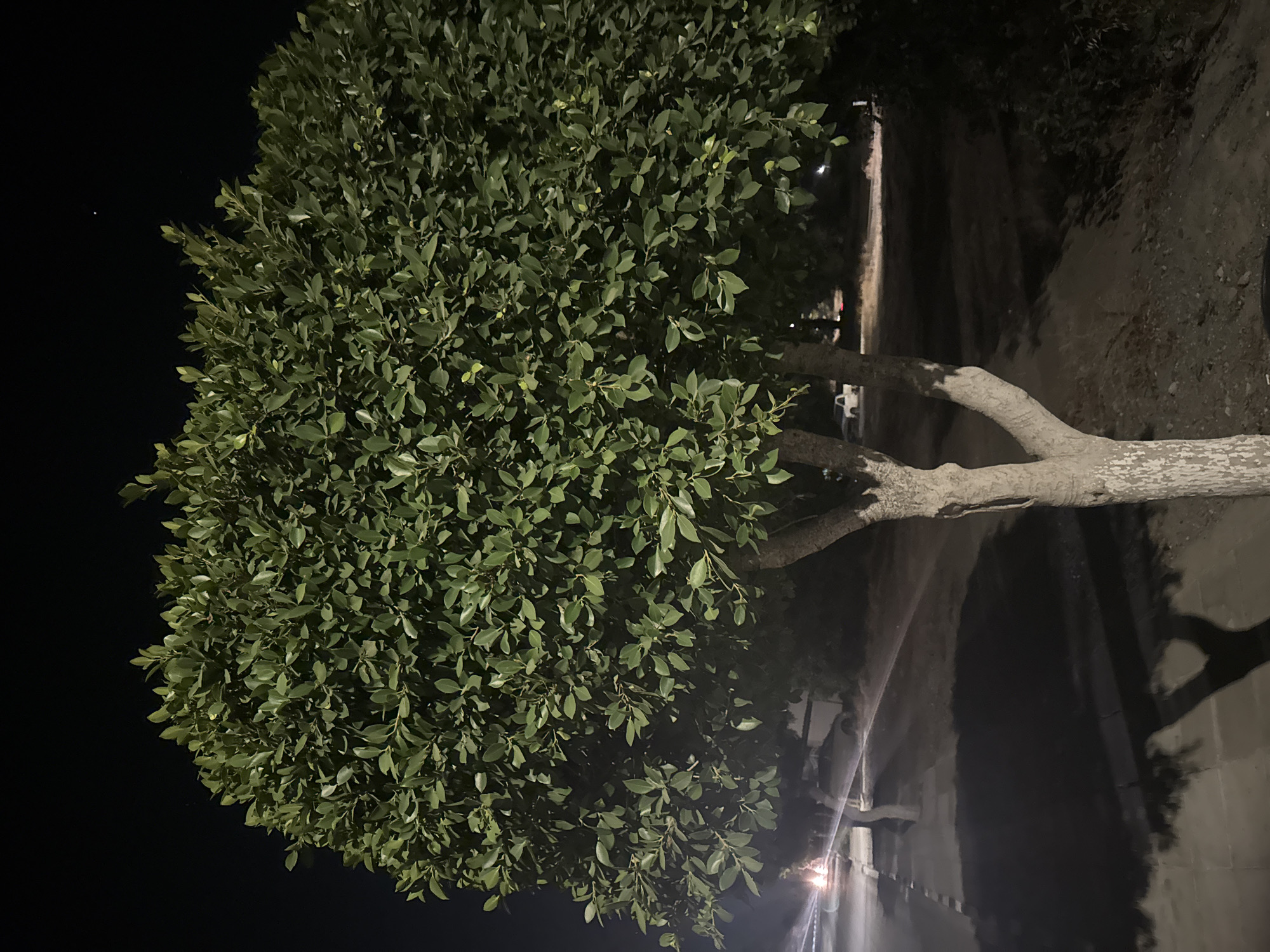 A night-time exterior scene features a mature, dense tree with vibrant green leaves, positioned centrally in the frame. The tree has a thick, light-barked trunk that splits into two main branches near its base. The background depicts a dark, unlit sky, with a single small, bright star visible near the top right. To the left of the tree, a street is visible, illuminated by distant lights from a vehicle and possibly street lighting, casting long shadows from other trees along its edge. A white pickup truck is parked further down the street. The ground in the foreground and around the tree appears to be a mix of dirt and paved surfaces. The overall impression is a quiet, urban or suburban street scene at night. The location is identified as Parekklisia Community, Cyprus.