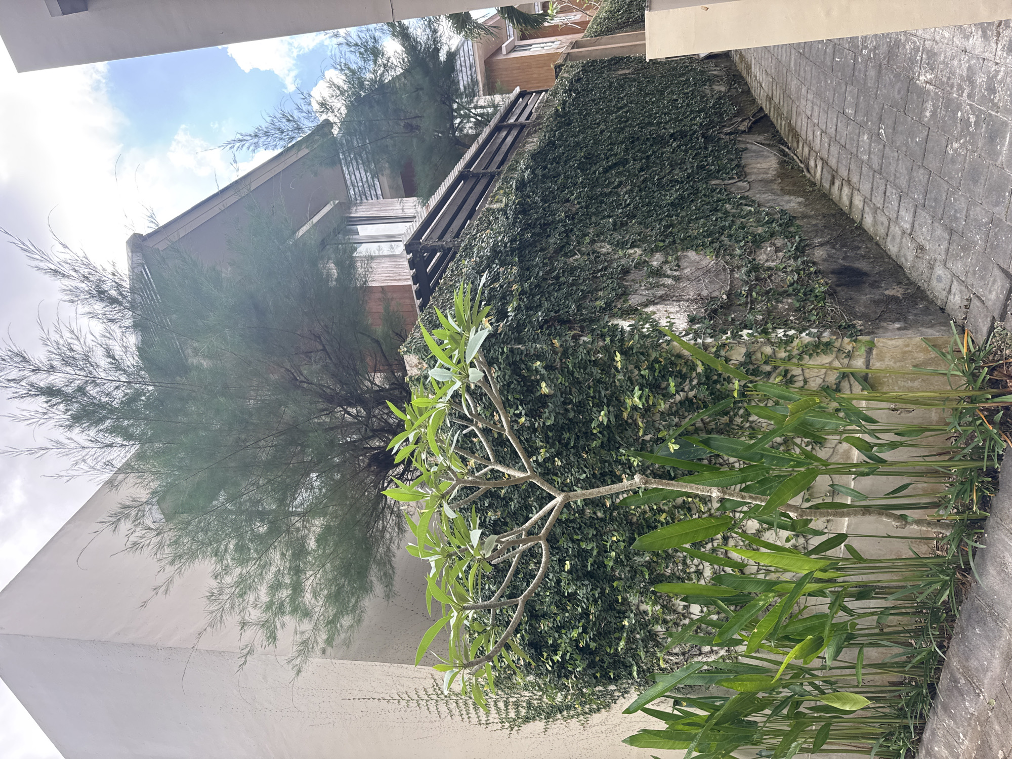 The image depicts a narrow, paved pathway lined with lush green foliage and a stone wall covered in ivy. On the left, tall, broad-leafed plants stand in a row, while a smaller, bare-branched tree with green leaves grows in front of the ivy-covered wall. Behind the wall, a multi-story building with a dark-tiled roof and wooden accents is visible, partially obscured by a tall, feathery evergreen tree. The pathway curves to the right and leads towards the building. The sky above is partly cloudy with patches of blue. The scene appears to be an exterior shot of a residential or resort property in a tropical climate, likely Kuta Selatan, Indonesia, given the dense vegetation and architectural style. There are no people or animals visible in the image.