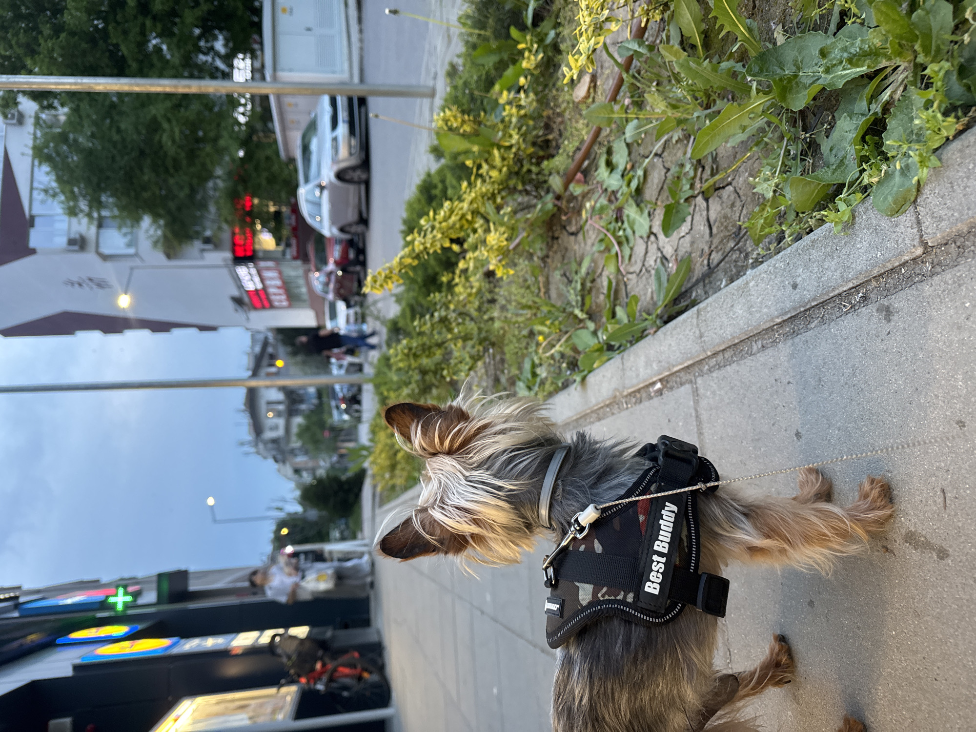 A small dog wearing a harness with the words "Best Buddy" is on a sidewalk in Burgas, Bulgaria. The dog is tan, gray, and black. The sidewalk is concrete. To the right of the dog is a raised planter with weeds. The street is visible in the background, with cars and buildings. A LIDL supermarket is to the left.