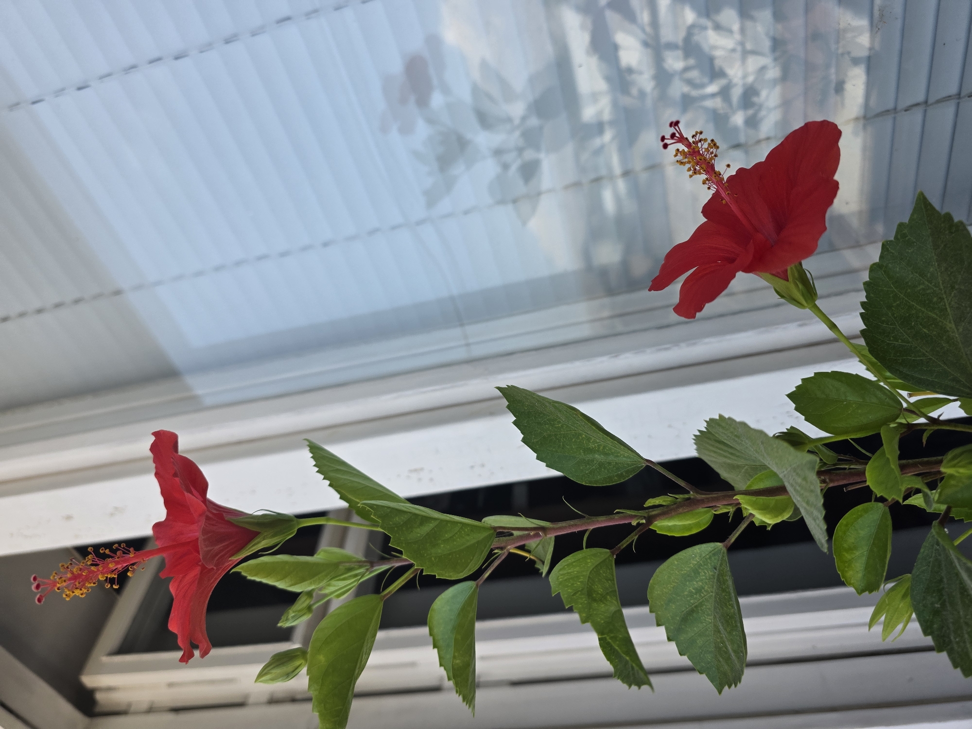 A close-up, eye-level shot captures a vibrant red hibiscus plant with two blooming flowers and several green buds and leaves, positioned in front of a window with white blinds in Yerevan, Armenia. The plant's stem is a deep red, and the leaves are a rich green with serrated edges. The flowers are a bright red with prominent stamens tipped with yellow anthers. In the background, the light filtering through the blinds creates a patterned effect on the windowpane, and a faint reflection of the hibiscus plant is visible. The scene is lit by natural light, suggesting it is daytime. There are no people or animals present in the image.
