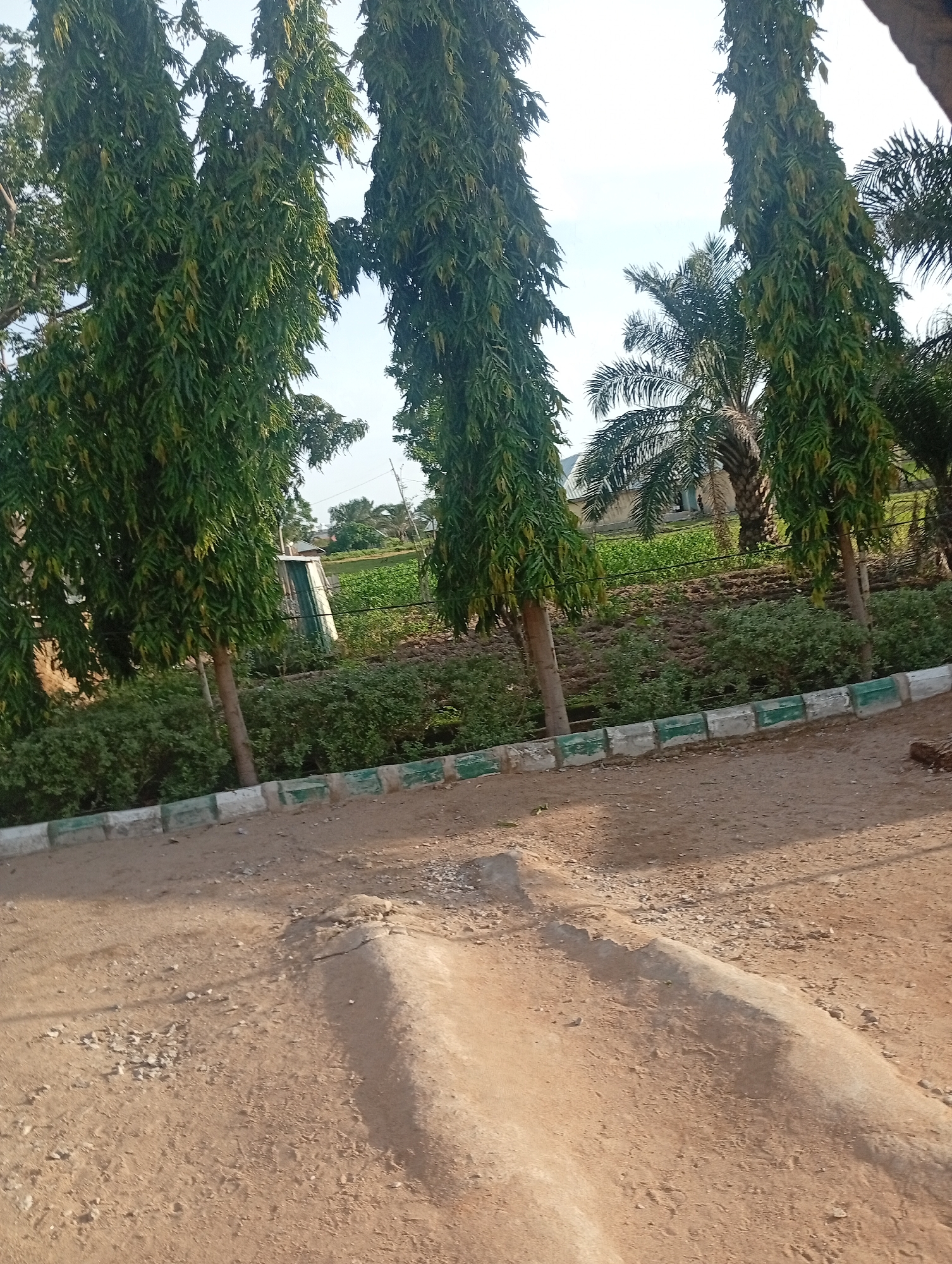 The image depicts an outdoor scene in Jalingo, Nigeria, likely during the daytime given the bright sunlight casting shadows. The foreground is a dirt path with scattered pebbles and two raised, curved concrete speed bumps. Behind the path, a low wall with alternating white and green painted sections runs horizontally across the image, separating the path from a cultivated field.
Beyond the wall, a dense green shrubbery lines the field. The field itself appears to be agricultural, with rows of green plants visible. In the middle ground, there is a small, dilapidated structure with a corrugated metal roof, painted green and white. Several tall, slender trees with dense, dark green foliage dominate the mid-to-background, their branches reaching towards the sky. To the right of these trees, a palm tree with fronds is visible. In the far background, a building with a light-colored roof is partially obscured by trees. The sky is clear and a pale blue, suggesting fair weather. There is no discernible activity or event taking place; the scene appears to be a static landscape view. No text is visible in the image.