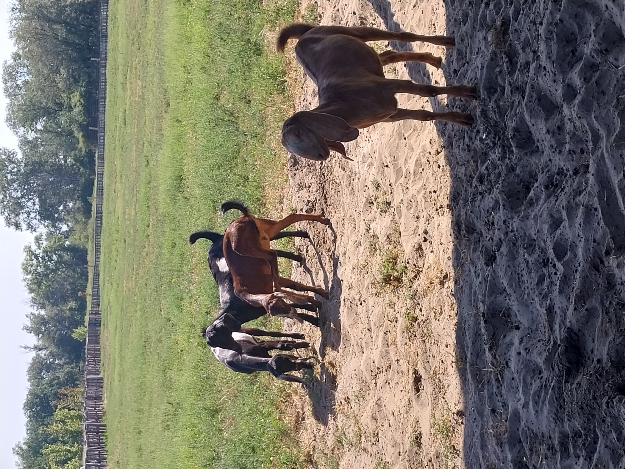 The image depicts a rural scene with five goats in a sandy area with sparse vegetation. In the background, a green field stretches towards a wooden fence, beyond which a line of trees stands against a bright sky. The goats are of varying colors, including black and white, brown, and dark gray. One goat in the foreground, a dark gray one with long ears, is facing the camera with its tongue slightly out. To its left, three other goats are clustered together, two of which appear to be black and white, and one is brown. A fifth goat, a dark gray one, is visible further back, its head lowered. The overall environment suggests an outdoor enclosure or pasture. The location is identified as Turove, Ukraine.