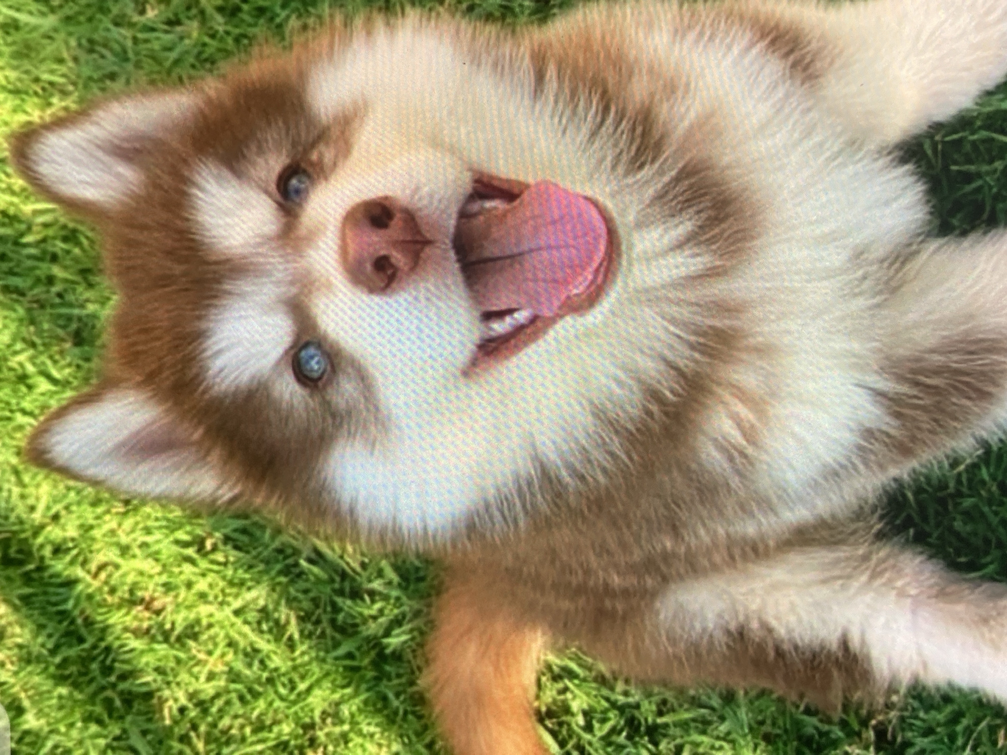 A close-up, slightly pixelated, overhead shot shows a young husky puppy lying on bright green grass. The puppy has brown and white fur, with striking blue eyes and a pink tongue hanging out of its open mouth. Its tail is visible on the left side of the frame. The lighting suggests an outdoor setting, possibly on a sunny day. There is no indication of the puppy's specific location within the city of Ustyvytsia, Ukraine.