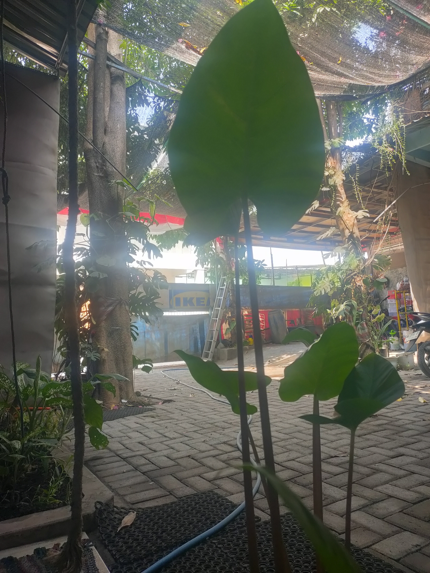 The image depicts an outdoor area with a paved ground made of interlocking bricks. Several potted plants and trees are present, with a large green leaf dominating the foreground. In the background, a building with an IKEA sign is visible. A metal ladder leans against the building. A motorcycle is parked on the right side of the image. The environment appears to be a commercial or public space, possibly a garden center or an outdoor dining area, with a netted covering overhead, suggesting it is in Sooko, Indonesia. Sunlight filters through the foliage and the netting, creating dappled light.