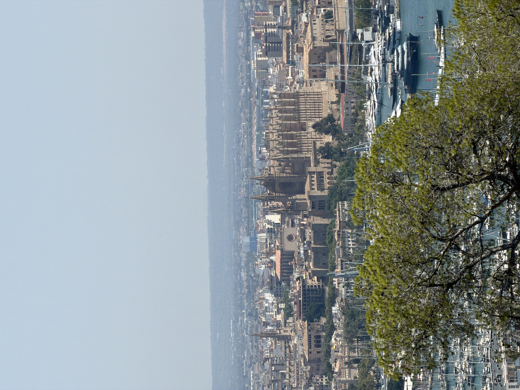 This is a high-angle, eye-level, medium shot of the city of Palma de Mallorca, Spain, taken on a sunny day. The foreground is dominated by the lush green foliage of a pine tree, partially obscuring the view. Behind the tree, the cityscape unfolds, featuring numerous buildings with terracotta roofs and pale walls, indicative of Mediterranean architecture.
Prominently situated in the mid-ground is the majestic Palma Cathedral (La Seu), a Gothic Roman Catholic cathedral. Its imposing spires and intricate stonework are clearly visible. Adjacent to the cathedral and scattered throughout the city are other church towers and various residential and commercial buildings.
In the lower portion of the image, a bustling marina is visible, filled with a multitude of sailboats and yachts of varying sizes. The water of the harbor is a deep blue, and the white sails and hulls of the boats create a striking contrast against the cityscape and the water. The overall impression is one of a vibrant coastal city with historical significance and a thriving maritime present. The sky is a clear, pale blue with no visible clouds.