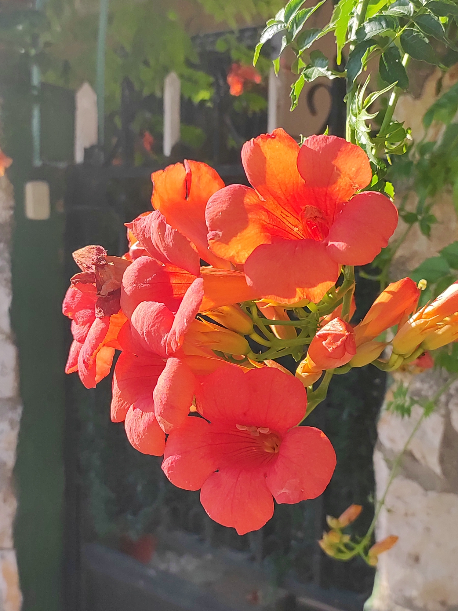 A cluster of bright orange trumpet-shaped flowers, identified as possibly Campsis radicans (Trumpet vine), is in sharp focus against a softly blurred background. The flowers are cascading from the upper right corner of the frame, with several fully bloomed and others in bud. The petals are translucent in places, allowing light to pass through, creating a vibrant glow. One dried, brown flower head is visible among the living blooms. The vine's green leaves are also present, adding a contrast to the orange flowers. The background features a stone wall on the right, and a dark, indistinct area that appears to be a garden or outdoor setting. Within this darker area, a white picket fence and a black metal gate are partially visible, suggesting a property boundary. The overall lighting suggests it is daytime, with sunlight illuminating the flowers. The image is likely taken outdoors in a garden or yard. The city of Traspinedo, Spain is mentioned as the location, which implies a Spanish garden setting, possibly with a Mediterranean climate that would support such flora. There are no people or animals depicted in the image.