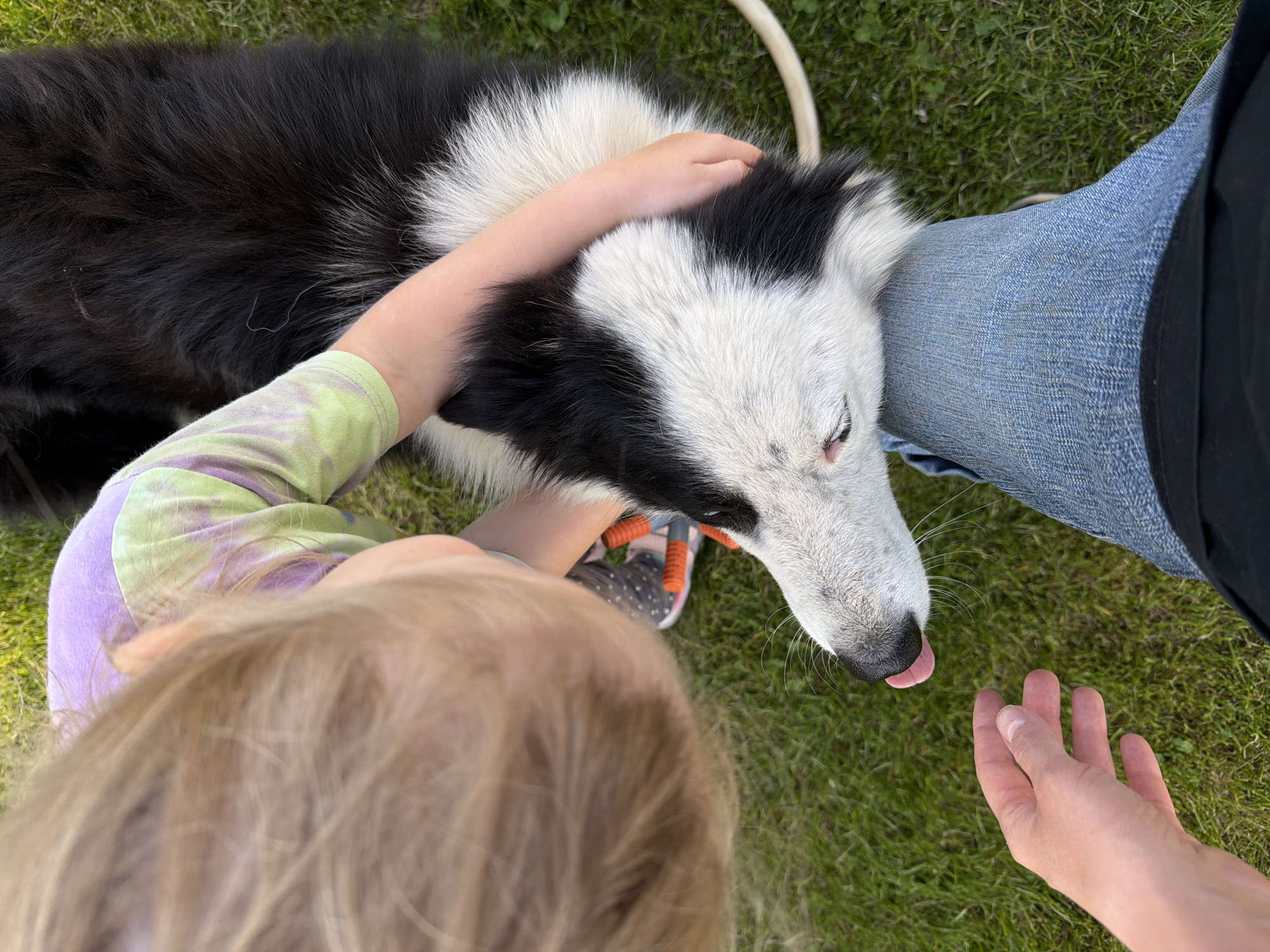 A high-angle outdoor shot captures a young child interacting with a black and white dog on a grassy surface. The child, wearing a tie-dye top with green and purple hues and dark patterned shoes, has blonde hair that obscures much of their face. They are petting the dog, who is predominantly white on its head and muzzle, with a black patch over one eye. The dog's tongue is slightly visible. The dog is partly black in the body, with the black and white colors mixed in spots. A person wearing jeans and a black shirt is standing near the dog, with their open hand positioned near the dog's nose. A white hose is partially visible in the upper portion of the image. The scene is set on a grassy lawn. There is no information to show that this scene is taking place in the city of Kamyshin, Russia.