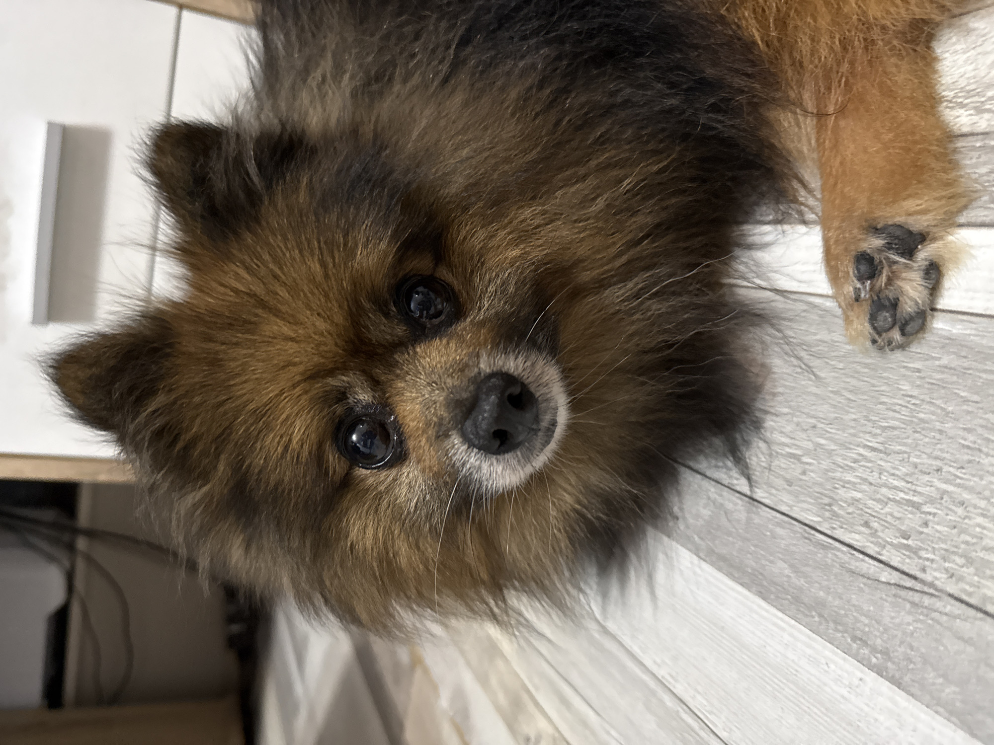 A close-up, high-angle shot depicts a Pomeranian dog lying on a light-colored, wood-patterned surface. The dog has a thick, multi-toned coat of fur ranging from black and brown to tan and cream. Its eyes are dark and glossy, and its nose is black. One of its front paws, with visible black pads and claws, is extended into the frame. A portion of a white cabinet or shelf is visible in the background. The location in Varna, Bulgaria, is not discernible from the image.