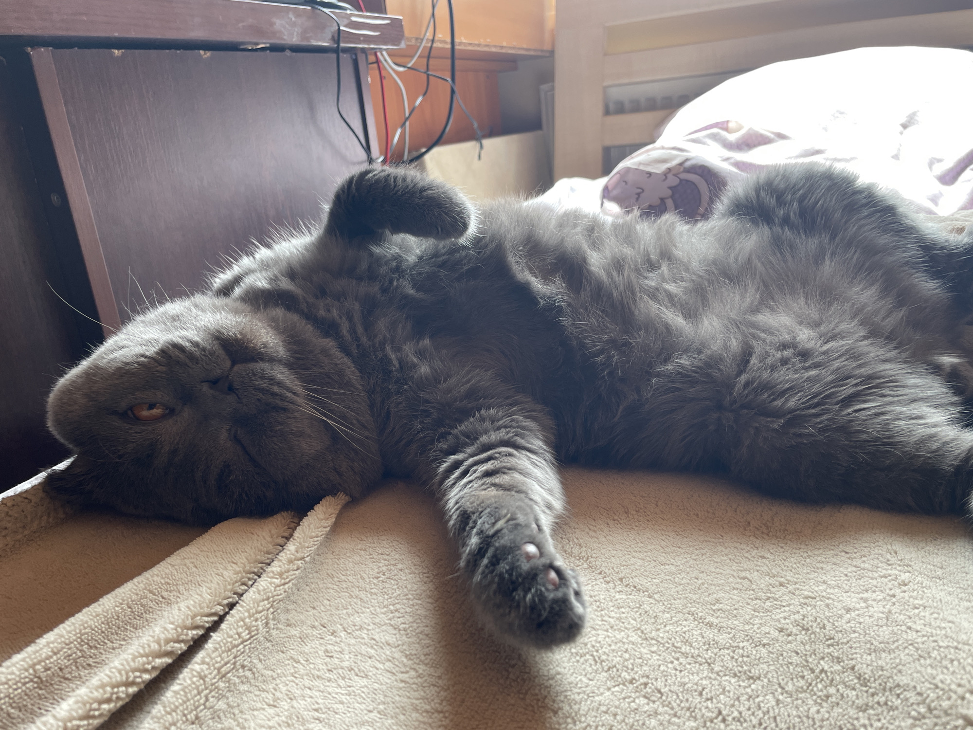 A gray cat is lying on its back on a beige towel. The cat's head is resting on the left edge of the towel. One paw is extended towards the lower center of the image. The cat's fur is long and fluffy. In the background, there is a wooden desk with wires and a bed with a patterned comforter. The location is Unknown, Unknown.